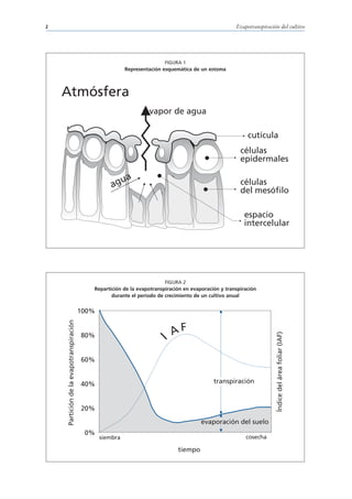 2                                                                                                     Evapotranspiración del cultivo




                                                                         FIGURA 1
                                                          Representación esquemática de un estoma



    Atmósfera
                                                                   vapor de agua

                                                                                                           cutícula
                                                                                                        células
                                                                                                        epidermales

                                                          ua
                                                    ag                                                  células
                                                                                                        del mesóﬁlo

                                                                                                          espacio
                                                                                                          intercelular




                                                                         FIGURA 2
                                            Repartición de la evapotranspiración en evaporación y transpiración
                                                   durante el periodo de crecimiento de un cultivo anual


                                         100%
    Partición de la evapotranspiración




                                                                         I AF
                                                                                                                       Índice del área foliar (IAF)




                                         80%


                                         60%


                                         40%                                                 transpiración



                                         20%

                                                                                        evaporación del suelo
                                          0%
                                                siembra                                                   cosecha

                                                                              tiempo
 