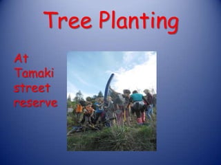 Tree Planting
At
Tamaki
street
reserve
 