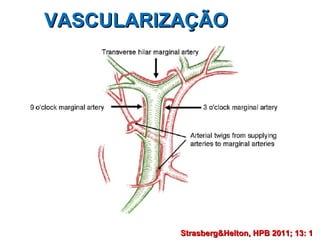 VASCULARIZAÇÃO Strasberg&Helton, HPB 2011; 13: 1   
