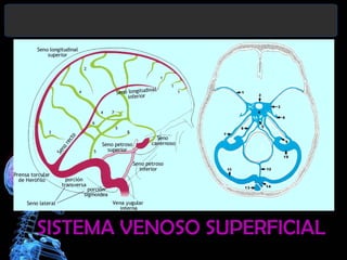 SISTEMA VENOSO SUPERFICIAL

 
