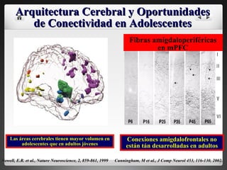 Las áreas cerebrales tienen mayor volumen en adolescentes que en adultos jóvenes Sowell, E.R. et al., Nature Neuroscience, 2, 859-861, 1999 Arquitectura Cerebral y Oportunidades de Conectividad en Adolescentes Cunningham, M et al., J Comp Neurol 453, 116-130, 2002. Conexiones amigdalofrontales no están tán desarrolladas en adultos Fibras amígdaloperiféricas en mPFC 