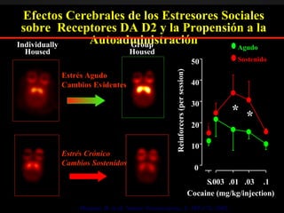 Estrés Crónico Cambios Sostenidos Individually Housed Group Housed Morgan, D. et al. Nature Neuroscience, 5: 169-174, 2002. Efectos Cerebrales de los Estresores Sociales sobre  Receptores DA D2 y la Propensión a la Autoadministración * * S .003 .01 .03 .1 0 10 20 30 40 50 Reinforcers (per session) Cocaine (mg/kg/injection) Agudo Sostenido Estrés Agudo Cambios Evidentes 