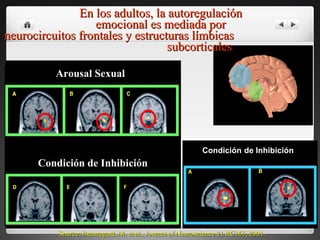 Source: Beauregard, M. et al., Journal of Neuroscience 21 RC165, 2001. Arousal Sexual Condición de Inhibición Condición   de Inhibición En los adultos, la autoregulación emocional es mediada por  neurocircuitos frontales y estructuras límbicas  subcorticales 