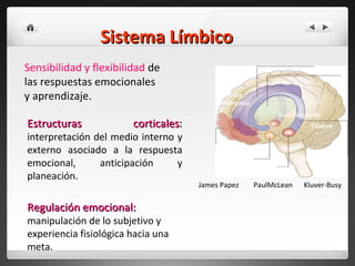 Sistema Límbico James   Papez Kluver-Busy PaulMcLean  Estructuras corticales :   interpretación del medio interno y externo asociado a la respuesta emocional, anticipación y planeación. Tálamo Hipocampo Amígdala Núcleo Accumbens Corteza Prefrontal Giro Cingulado Regulación emocional:   manipulación de lo subjetivo y experiencia fisiológica hacia una meta. Sensibilidad y flexibilidad  de  las respuestas emocionales  y aprendizaje. 