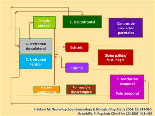 Globo pálido/ Sust. negra C. Prefrontal dorsolateral C. Prefrontal ventral Estriado Tálamo Centros de asociación parietales C. Asociación temporal Polo temporal C. Orbitofrontal Formación Hipocámpica Núcleo Amígdalino Cíngulo anterior Haldane M, Neuro-Psychopharmacology & Biological Psychiatry 2004: 28; 943-960. Brambilla, P. Psychiatr Clin N Am 28 (2005) 443–467 