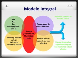 Modelo Integral 5HT NA DA Neuropeptidos GABA Atrofia y perdida celular Daño de la resiliencia celular Responsable de Comorbilidades ? Blancos para el tratamiento más efectivo Sinapsis y cascadas de Plasticidad celular Plasticidad Sináptica en Circuitos críticos Vías de desarrollo y supervivencia para una resiliencia celular efectiva 