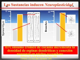 Branches 60 55 50 45 11 10 9 8 CTL COC CTL  COC El Consumo crónico de cocaína incrementa la densidad de espinas dendríticas y conexión neuronal en núcleo  accumbens CTL  COC CTL  COC Robinson, T.E. & Kolb, B. Eur. J. of Neuro. 1999. Ferrario, C.R. et al. Biol. Psychiatry, 2005. Las Sustancias inducen  Neuroplasticidad 