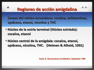 Regiones de acción amigdalina Coraza del núcleo accumbens: cocaína, anfetaminas, opiáceos, etanol, nicotina y THC Núcleo de la estría terminal (Núcleo estriado): cocaína, etanol Núcleo central de la amigdala: cocaína, etanol, opiáceos, nicotina, THC.  (Heimen & Alheid, 1991) Koob, G. Neuroscience of addiction. September 1998 