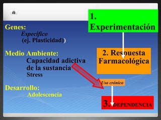 2. Respuesta Farmacológica 3.  DEPENDENCIA Genes:   Específico (ej. Plasticidad) ) Medio Ambiente:   Capacidad adictiva  de la sustancia  Stress Desarrollo:   Adolescencia 1. Experimentación Uso crónico 