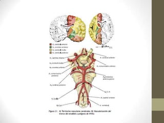 Coma                          Tectum mescencefalico y
                              talamo
La sensibilidad puede estar   Leminisco medial,
intacta en presencia de       fasciculo espinotalamico
parálisis casi total. La      Nucleos talamicos
perdida sensitiva puede ser
siringomielica o abarcar
todas la modalidades
 