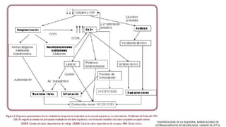 FISIOPATOLOGÍA DE LA ISQUEMIA, MARÍA ALONSO DE
LECIÑANA,SERVICIO DE NEUROLOGÍA. UNIDAD DE ICTUS.
 
