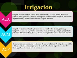 ACA
•Irriga la porción orbitaria y medial del lóbulo frontal, y la cara medial del lóbulo
parietal, el área perforada anterior, el cuerpo del cuerpo calloso, el septum pellucidum,
la parte inferior y rostral del núcleo caudado y del putamen
ACM
•Irriga la porción lateral de los giros orbitarios, y los lóbulos frontal, parietal, y
temporal. La ACM da origen a las arterias medias y laterales que irrigan gran parte del
putamen, el área lateral del globus pallidus, y la región adyacente a la cápsula interna.
ACP
•Esta arteria se une a las ramas posteriores de la arteria basilar. Da irrigación a la rodilla
y el tercio anterior del brazo posterior de la cápsula interna, la porción rostral del
tálamo, y a las paredes del tercer ventrículo
 