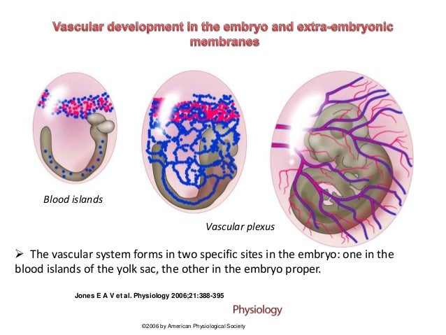 Embryology Of The Vascular System – NVAON