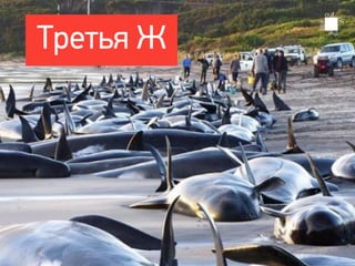Третья Ж
 