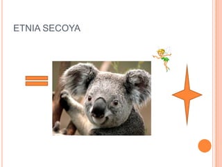 ETNIA SECOYA
 