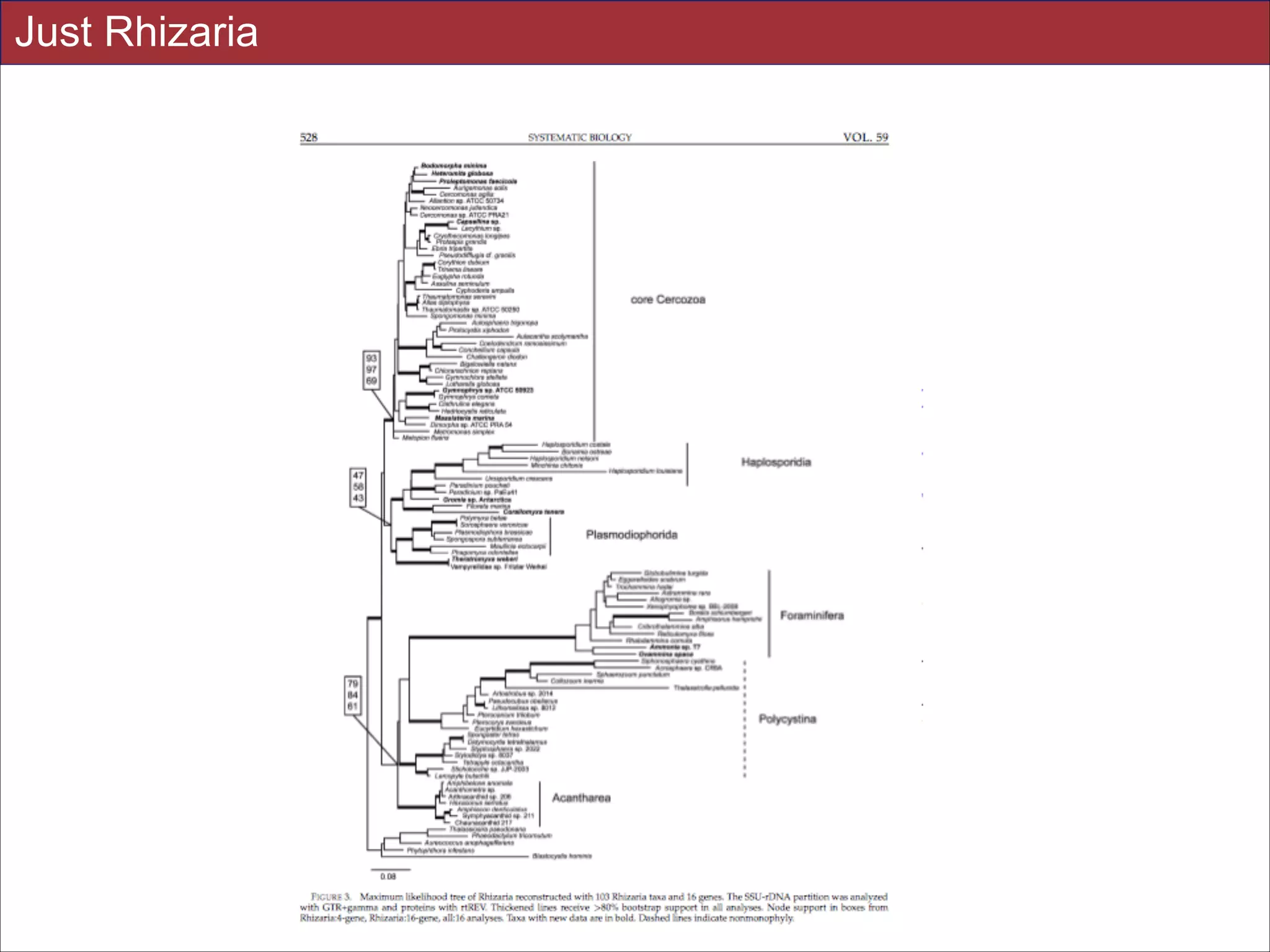 Just Rhizaria

Slides for UC Davis EVE161 Course Taught by Jonathan Eisen Winter 2014

!33

 