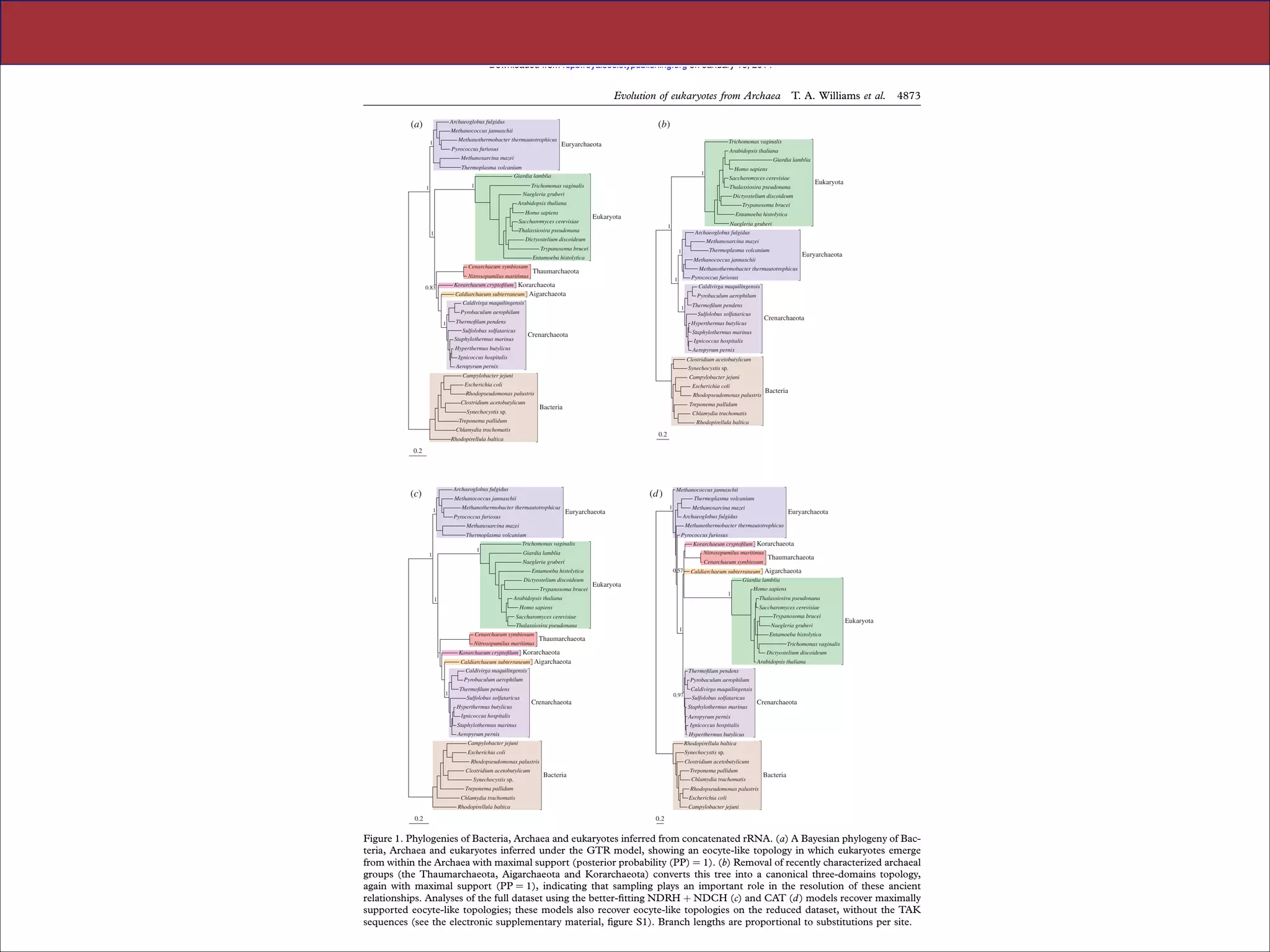 Downloaded from rspb.royalsocietypublishing.org on January 16, 2014

Evolution of eukaryotes from Archaea
(a)

Methanococcus jannaschii
Methanothermobacter thermautotrophicus

1

Pyrococcus furiosus

Arabidopsis thaliana
Giardia lamblia

Thermoplasma volcanium
Giardia lamblia
1

Homo sapiens

1

Saccharomyces cerevisiae

Trichomonas vaginalis
Naegleria gruberi
Homo sapiens
Saccharomyces cerevisiae

Dictyostelium discoideum
Trypanosoma brucei
Entamoeba histolytica

Eukaryota

Naegleria gruberi

1

Thalassiosira pseudonana

1

Archaeoglobus fulgidus

Dictyostelium discoideum

Methanosarcina mazei

Trypanosoma brucei

Thermoplasma volcanium

1

Entamoeba histolytica
Cenarchaeum symbiosum

Methanothermobacter thermautotrophicus

Thaumarchaeota

Pyrococcus furiosus

1

Caldivirga maquilingensis

Caldiarchaeum subterraneum Aigarchaeota

Pyrobaculum aerophilum

Caldivirga maquilingensis

1

Pyrobaculum aerophilum
Thermoﬁlum pendens

Thermoﬁlum pendens
Sulfolobus solfataricus

Crenarchaeota

Hyperthermus butylicus

Sulfolobus solfataricus
Staphylothermus marinus

Euryarchaeota

Methanococcus jannaschii

Nitrosopumilus maritimus
Korarchaeum cryptoﬁlum Korarchaeota

1

Eukaryota

Thalassiosira pseudonana

Arabidopsis thaliana

0.83

4873

Trichomonas vaginalis

Euryarchaeota

Methanosarcina mazei

1

T. A. Williams et al.

(b)

Archaeoglobus fulgidus

Staphylothermus marinus

Crenarchaeota

Ignicoccus hospitalis

Hyperthermus butylicus

Aeropyrum pernix

Ignicoccus hospitalis

Clostridium acetobutylicum

Aeropyrum pernix

Synechocystis sp.

Campylobacter jejuni

Campylobacter jejuni

Escherichia coli

Escherichia coli

Rhodopseudomonas palustris

Bacteria

Rhodopseudomonas palustris

Clostridium acetobutylicum

Treponema pallidum

Bacteria

Synechocystis sp.

Chlamydia trachomatis

Treponema pallidum

Rhodopirellula baltica

Chlamydia trachomatis

0.2

Rhodopirellula baltica

0.2

Archaeoglobus fulgidus

(c)

Methanococcus jannaschii
Thermoplasma volcanium

(d )

Methanococcus jannaschii
Methanothermobacter thermautotrophicus

1

Pyrococcus furiosus

1

Euryarchaeota

Methanosarcina mazei
Methanothermobacter thermautotrophicus
Pyrococcus furiosus

Thermoplasma volcanium

Korarchaeum cryptoﬁlum Korarchaeota
Nitrosopumilus maritimus

Trichomonas vaginalis

1

1

Giardia lamblia
Naegleria gruberi

Cenarchaeum symbiosum
0.57

Entamoeba histolytica
Dictyostelium discoideum
Trypanosoma brucei

Eukaryota

1

Homo sapiens
Thalassiosira pseudonana
Saccharomyces cerevisiae

Homo sapiens

Trypanosoma brucei

Saccharomyces cerevisiae
Thalassiosira pseudonana
Cenarchaeum symbiosum
Nitrosopumilus maritimus

Naegleria gruberi

1

Trichomonas vaginalis
Dictyostelium discoideum

Caldiarchaeum subterraneum Aigarchaeota
Caldivirga maquilingensis

Arabidopsis thaliana
Thermoﬁlum pendens

Pyrobaculum aerophilum
1

Pyrobaculum aerophilum

Thermoﬁlum pendens
Sulfolobus solfataricus
Hyperthermus butylicus

0.97

Crenarchaeota

Caldivirga maquilingensis
Sulfolobus solfataricus
Staphylothermus marinus

Ignicoccus hospitalis

Crenarchaeota

Aeropyrum pernix
Ignicoccus hospitalis

Staphylothermus marinus
Aeropyrum pernix

Hyperthermus butylicus

Campylobacter jejuni

Rhodopirellula baltica

Escherichia coli

Synechocystis sp.

Rhodopseudomonas palustris
Clostridium acetobutylicum
Synechocystis sp.

Clostridium acetobutylicum
Treponema pallidum
Chlamydia trachomatis

Bacteria

Treponema pallidum

Bacteria

Rhodopseudomonas palustris
Escherichia coli

Chlamydia trachomatis

Campylobacter jejuni

Rhodopirellula baltica

0.2

Eukaryota

Entamoeba histolytica

Thaumarchaeota

Korarchaeum cryptoﬁlum Korarchaeota

1

Thaumarchaeota

Caldiarchaeum subterraneum Aigarchaeota
Giardia lamblia

Arabidopsis thaliana

1

Euryarchaeota

Archaeoglobus fulgidus

Methanosarcina mazei

0.2

Figure 1. Phylogenies of Bacteria, Archaea and eukaryotes inferred from concatenated rRNA. (a) A Bayesian phylogeny of Bacteria, Archaea and eukaryotes inferred under the GTR model, showing an eocyte-like topology in which eukaryotes emerge
from within the Archaea with maximal support (posterior probability (PP) ¼ 1). (b) Removal of recently characterized archaeal
groups (the Thaumarchaeota, Aigarchaeota and Korarchaeota) converts this tree into a canonical three-domains topology,
again with maximal support (PP ¼ 1), indicating that sampling plays an important role in the resolution of these ancient
relationships. Analyses of the full dataset using the better-ﬁtting NDRH þ NDCH (c) and CAT (d ) models recover maximally
supported eocyte-like topologies; these models also recover eocyte-like topologies on the reduced dataset, without the TAK
sequences (see the electronic supplementary material, ﬁgure S1). Branch lengths are proportional to substitutions per site.

Slides for UC Davis EVE161 Course Taught by Jonathan Eisen Winter 2014

!45

 