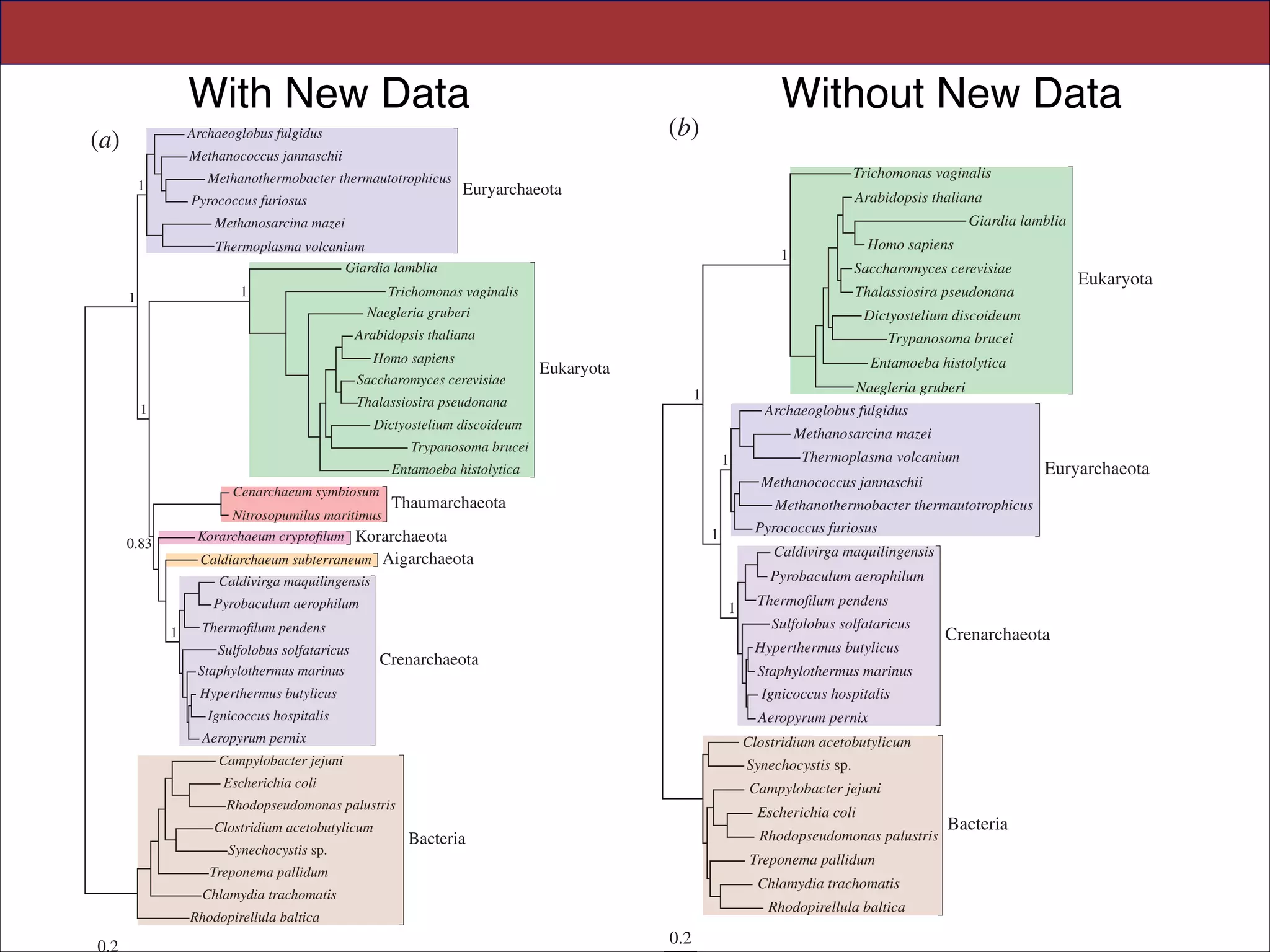 Downloaded from rspb.royalsocietypublishing.org on January 16, 2014

Evolution of eukaryotes from Archaea

With New Data

(a)

Evolution of eukaryotes from Archaea

Archaeoglobus fulgidus

Archaeoglobus fulgidus
(a) Methanococcus jannaschii

Methanococcus jannaschii

(b) (b)

Trichomonas vaginalis

Methanothermobacter thermautotrophicus
Euryarchaeota

1
Pyrococcus furiosus

Trichomonas vaginalis

Euryarchaeota

Pyrococcus furiosus

Arabidopsis thaliana

Arabidopsis thaliana

Methanosarcina mazei mazei
Methanosarcina

Giardia lamblia
Giardia lamblia

Thermoplasma volcanium
Thermoplasma volcanium
Giardia lamblia lamblia
Giardia
1

1

1

1

Trichomonas vaginalis
Trichomonas vaginalis
Naegleria gruberi gruberi
Naegleria

1

1

Homo sapiens
Homo sapiens
Saccharomyces cerevisiae
Saccharomyces cerevisiae

Thalassiosira pseudonana
Thalassiosira pseudonana

1

1

Dictyostelium discoideum
Dictyostelium discoideum
Trypanosoma brucei
Trypanosoma brucei
Entamoeba histolytica
Entamoeba histolytica

1

Entamoeba histolytica

Entamoeba histolytica

Cenarchaeum symbiosum

0.83
Korarchaeum cryptoﬁlum Korarchaeota
Caldiarchaeum subterraneum Aigarchaeota

1

Pyrobaculum aerophilum

Pyrobaculum aerophilum
Thermoﬁlum pendens

Pyrobaculum aerophilum

1

Pyrobaculum aerophilum

Thermoﬁlum pendens

Ignicoccus hospitalis
Aeropyrum pernix

Ignicoccus hospitalis
Aeropyrum pernix

Synechocystis sp.
Clostridium acetobutylicum
Campylobacter
Synechocystis sp. jejuni

Escherichia
Campylobacter jejuni coli

Escherichia coli
Campylobacter jejuni

Rhodopseudomonas palustris
Escherichia coli
Clostridium palustris
Rhodopseudomonasacetobutylicum

Rhodopirellula baltica

0.2

Chlamydia trachomatisSlides

Crenarchaeota

Crenarchaeota

Aeropyrum pernix
Clostridium acetobutylicum

Campylobacter jejuni
Aeropyrum pernix

Treponema pallidum

Sulfolobus solfataricus

Sulfolobus solfataricus
Hyperthermus butylicus
Staphylothermus marinus
Ignicoccus hospitalis

Hyperthermus butylicus
Ignicoccus hospitalis

Chlamydia trachomatis

1
Thermoﬁlum pendens

Hyperthermus butylicus
Staphylothermus marinus

Crenarchaeota

Sulfolobus solfataricus marinus
Staphylothermus
Crenarchaeota
Staphylothermus marinus
Hyperthermus butylicus

Treponema
Synechocystis sp. pallidum

Euryarchaeota
Euryarchaeota

Caldivirga maquilingensis

Caldivirga maquilingensis

Clostridium Synechocystis sp.
acetobutylicum

Methanococcus jannaschii
Methanococcus jannaschii

Methanothermobacter thermautotrophicus

Caldivirga maquilingensis

1

Thermoplasma volcanium
Thermoplasma volcanium

Pyrococcus furiosus
1 Pyrococcus furiosus
Caldivirga maquilingensis

Caldiarchaeum subterraneum Aigarchaeota

Thermoﬁlum Sulfolobus solfataricus
pendens

1

Methanothermobacter thermautotrophicus

Thaumarchaeota

Thaumarchaeota
Nitrosopumilus maritimus
Nitrosopumilus maritimus
Korarchaeum cryptoﬁlum Korarchaeota

1

Archaeoglobus fulgidus
Archaeoglobus fulgidus
Methanosarcina mazei
Methanosarcina mazei

Trypanosoma
Trypanosoma brucei brucei

0.83

Naegleria gruberi
Naegleria gruberi

1

1

Dictyostelium discoideum
Dictyostelium discoideum

Cenarchaeum symbiosum

Eukaryota
Eukaryota

Thalassiosira pseudonana
Thalassiosira pseudonana

Arabidopsis thalianathaliana
Arabidopsis
Homo
Homo sapiens sapiens
Eukaryota
Eukaryota
Saccharomyces cerevisiae
Saccharomyces cerevisiae

T. A. Williams et al.

Without New Data

Methanothermobacter thermautotrophicus

1

T. A. Williams et al.

Rhodopseudomonas palustris
Escherichia coli
Treponema pallidum
Rhodopseudomonas palustris

Bacteria

Bacteria

Bacteria

Chlamydia trachomatis
Treponema pallidum

Bacteria

Rhodopirellula baltica
Chlamydia trachomatis

0.2

Rhodopirellula baltica

for UC Davis EVE161 Course Taught by Jonathan Eisen Winter 2014
0.2

!46

 