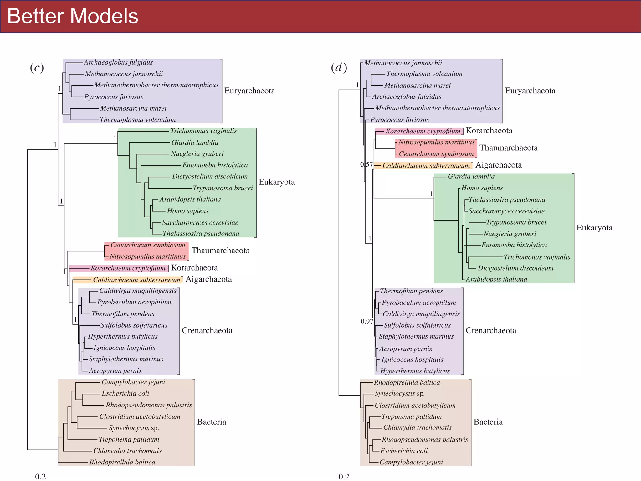 Rhodopirellula baltica

0.2
Better Models

Archaeoglobus fulgidus

(c)

Methanothermobacter thermautotrophicus

1

Methanococcus jannaschii
Thermoplasma volcanium

(d )

Methanococcus jannaschii
Pyrococcus furiosus

1

Euryarchaeota

Methanosarcina mazei
Methanothermobacter thermautotrophicus

Methanosarcina mazei

Pyrococcus furiosus

Thermoplasma volcanium

Korarchaeum cryptoﬁlum Korarchaeota
Nitrosopumilus maritimus

Trichomonas vaginalis

1

1

Giardia lamblia
Naegleria gruberi

Cenarchaeum symbiosum
0.57

Entamoeba histolytica
Dictyostelium discoideum
Trypanosoma brucei

Eukaryota

1

Homo sapiens
Thalassiosira pseudonana
Saccharomyces cerevisiae

Homo sapiens

Trypanosoma brucei

Saccharomyces cerevisiae
Thalassiosira pseudonana
Cenarchaeum symbiosum
Nitrosopumilus maritimus

Naegleria gruberi

1

Trichomonas vaginalis
Dictyostelium discoideum

Caldiarchaeum subterraneum Aigarchaeota
Caldivirga maquilingensis

Arabidopsis thaliana
Thermoﬁlum pendens

Pyrobaculum aerophilum
1

Pyrobaculum aerophilum

Thermoﬁlum pendens
Sulfolobus solfataricus
Hyperthermus butylicus

0.97

Crenarchaeota

Caldivirga maquilingensis
Sulfolobus solfataricus
Staphylothermus marinus

Ignicoccus hospitalis

Crenarchaeota

Aeropyrum pernix
Ignicoccus hospitalis

Staphylothermus marinus
Aeropyrum pernix

Hyperthermus butylicus

Campylobacter jejuni

Rhodopirellula baltica

Escherichia coli

Synechocystis sp.

Rhodopseudomonas palustris
Clostridium acetobutylicum
Synechocystis sp.

Clostridium acetobutylicum
Treponema pallidum
Chlamydia trachomatis

Bacteria

Treponema pallidum

Bacteria

Rhodopseudomonas palustris
Escherichia coli

Chlamydia trachomatis

Campylobacter jejuni

Rhodopirellula baltica

0.2

Eukaryota

Entamoeba histolytica

Thaumarchaeota

Korarchaeum cryptoﬁlum Korarchaeota

1

Thaumarchaeota

Caldiarchaeum subterraneum Aigarchaeota
Giardia lamblia

Arabidopsis thaliana

1

Euryarchaeota

Archaeoglobus fulgidus

Slides for UC Davis EVE161 Course Taught by Jonathan Eisen Winter 2014
0.2

!47

 