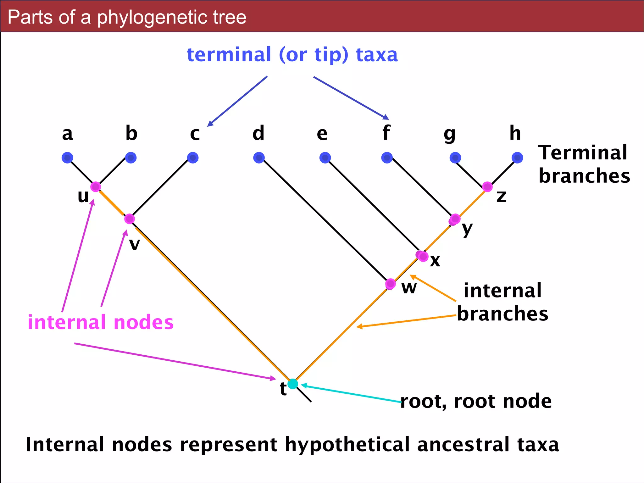 Parts of a phylogenetic tree
terminal (or tip) taxa

a

b

c

d

e

f

g

h

u

z

Terminal
branches

y

v

x
w

internal nodes
t

internal
branches

root, root node

Internal nodes represent hypothetical ancestral taxa
Slides for UC Davis EVE161 Course Taught by Jonathan Eisen Winter 2014

!5

 