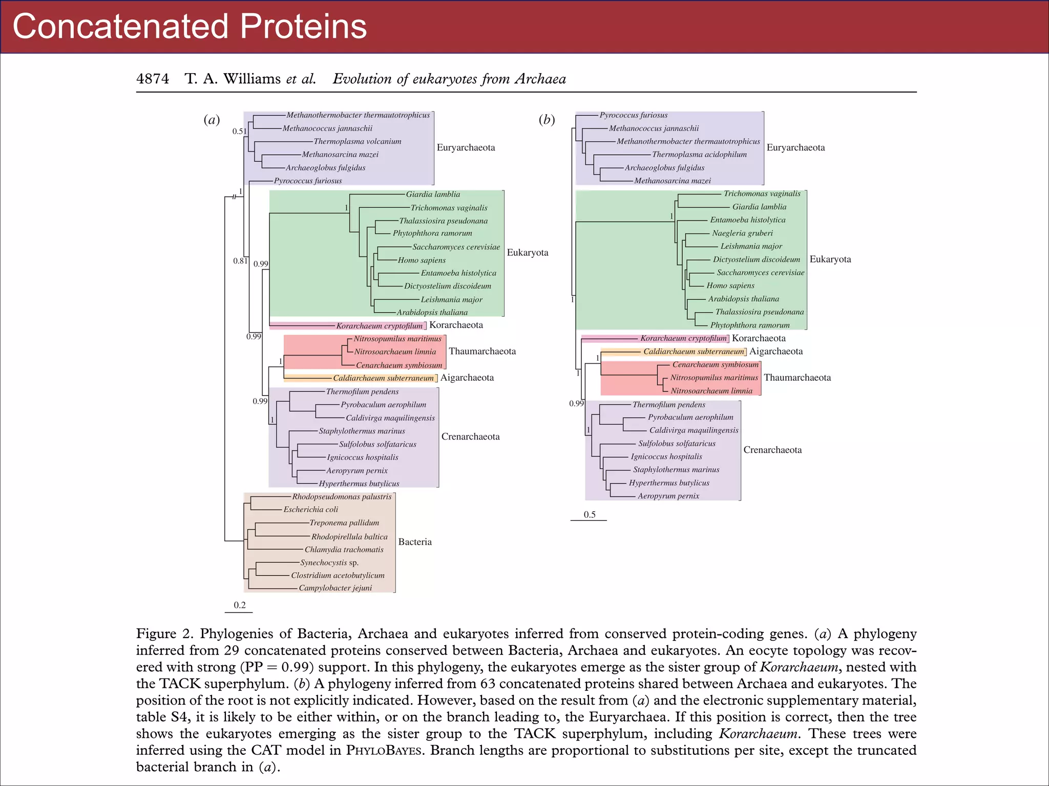 Concatenated Proteins

Downloaded from rspb.royalsocietypublishing.org on January 16, 2014

4874

T. A. Williams et al.
(a)

Evolution of eukaryotes from Archaea

Methanothermobacter thermautotrophicus
Thermoplasma volcanium

Pyrococcus furiosus

(b)

Methanococcus jannaschii

0.51

Methanococcus jannaschii
Methanothermobacter thermautotrophicus

Euryarchaeota

Methanosarcina mazei

Thermoplasma acidophilum

Archaeoglobus fulgidus

Archaeoglobus fulgidus

Pyrococcus furiosus

Methanosarcina mazei

1

Trichomonas vaginalis

Giardia lamblia
1

Giardia lamblia

Trichomonas vaginalis

1

Thalassiosira pseudonana
Phytophthora ramorum
Saccharomyces cerevisiae
Homo sapiens

0.81 0.99

Entamoeba histolytica
Naegleria gruberi
Leishmania major

Eukaryota

Dictyostelium discoideum
Homo sapiens

Dictyostelium discoideum
Leishmania major

Arabidopsis thaliana

1

Thalassiosira pseudonana

Arabidopsis thaliana
Korarchaeum cryptoﬁlum Korarchaeota
Nitrosopumilus maritimus
1

Cenarchaeum symbiosum
Caldiarchaeum subterraneum

Phytophthora ramorum
Korarchaeum cryptoﬁlum

Thaumarchaeota

Nitrosoarchaeum limnia

Aigarchaeota

1
1
0.99

Sulfolobus solfataricus

Crenarchaeota

1

Ignicoccus hospitalis

Crenarchaeota

Staphylothermus marinus

Aeropyrum pernix

Hyperthermus butylicus

Hyperthermus butylicus

Aeropyrum pernix

Rhodopseudomonas palustris
Escherichia coli

0.5

Treponema pallidum
Rhodopirellula baltica

Caldivirga maquilingensis
Sulfolobus solfataricus

Ignicoccus hospitalis

Chlamydia trachomatis

Thaumarchaeota

Thermoﬁlum pendens
Pyrobaculum aerophilum

Caldivirga maquilingensis
Staphylothermus marinus

Cenarchaeum symbiosum
Nitrosoarchaeum limnia

Pyrobaculum aerophilum
1

Korarchaeota
Aigarchaeota

Caldiarchaeum subterraneum

Nitrosopumilus maritimus

Thermoﬁlum pendens
0.99

Eukaryota

Saccharomyces cerevisiae

Entamoeba histolytica

0.99

Euryarchaeota

Bacteria

Synechocystis sp.
Clostridium acetobutylicum
Campylobacter jejuni

0.2

Figure 2. Phylogenies of Bacteria, Archaea and eukaryotes inferred from conserved protein-coding genes. (a) A phylogeny
inferred from 29 concatenated proteins conserved between Bacteria, Archaea and eukaryotes. An eocyte topology was recovered with strong (PP ¼ 0.99) support. In this phylogeny, the eukaryotes emerge as the sister group of Korarchaeum, nested with
the TACK superphylum. (b) A phylogeny inferred from 63 concatenated proteins shared between Archaea and eukaryotes. The
position of the root is not explicitly indicated. However, based on the result from (a) and the electronic supplementary material,
table S4, it is likely to be either within, or on the branch leading to, the Euryarchaea. If this position is correct, then the tree
shows the eukaryotes emerging as the sister group to the TACK superphylum, including Korarchaeum. These trees were
inferred using the CAT model in PHYLOBAYES. Branch lengths are proportional to substitutions per site, except the truncated
bacterial branch in (a). for UC Davis EVE161 Course Taught by Jonathan Eisen Winter 2014
Slides

!51

 