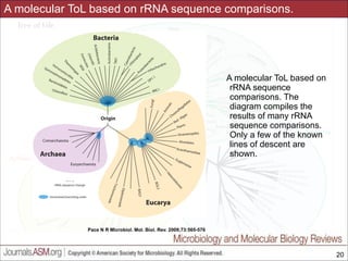A molecular ToL based on rRNA sequence comparisons.

A molecular ToL based on
rRNA sequence
comparisons. The
diagram compiles the
results of many rRNA
sequence comparisons.
Only a few of the known
lines of descent are
shown.

Pace N R Microbiol. Mol. Biol. Rev. 2009;73:565-576

Slides for UC Davis EVE161 Course Taught by Jonathan Eisen Winter 2014

!20

 