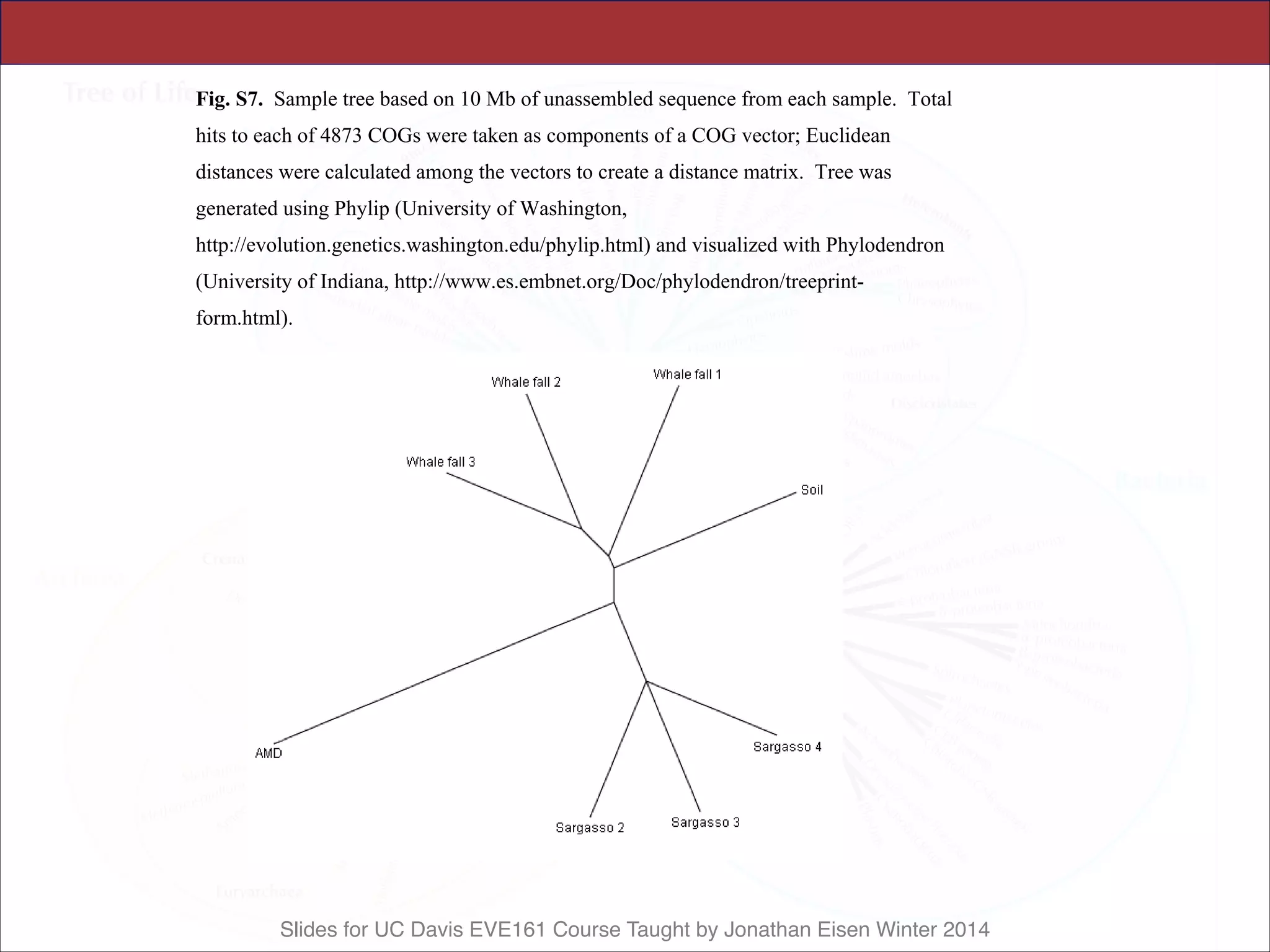 Slides for UC Davis EVE161 Course Taught by Jonathan Eisen Winter 2014
Science Supporting Online Material
Tringe et al., p. 21
Fig. S7. Sample tree based on 10 Mb of unassembled sequence from each sample. Total
hits to each of 4873 COGs were taken as components of a COG vector; Euclidean
distances were calculated among the vectors to create a distance matrix. Tree was
generated using Phylip (University of Washington,
http://evolution.genetics.washington.edu/phylip.html) and visualized with Phylodendron
(University of Indiana, http://www.es.embnet.org/Doc/phylodendron/treeprint-
form.html).
 