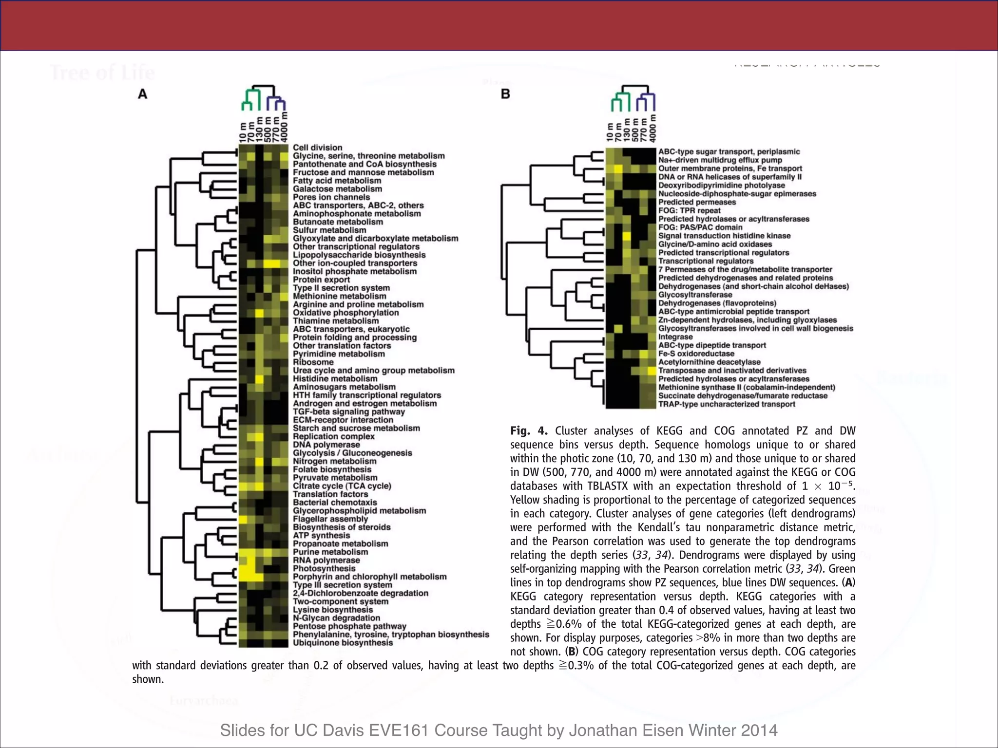 Slides for UC Davis EVE161 Course Taught by Jonathan Eisen Winter 2014Ecological Implications and
Future Prospects
ses about potential adaptive strategies of het-
erotrophic bacteria in the photic zone that may
ability’’ along environmental gradients, as
evidenced by the partitioning of high- and low-
Fig. 4. Cluster analyses of KEGG and COG annotated PZ and DW
sequence bins versus depth. Sequence homologs unique to or shared
within the photic zone (10, 70, and 130 m) and those unique to or shared
in DW (500, 770, and 4000 m) were annotated against the KEGG or COG
databases with TBLASTX with an expectation threshold of 1 Â 10j5.
Yellow shading is proportional to the percentage of categorized sequences
in each category. Cluster analyses of gene categories (left dendrograms)
were performed with the Kendall’s tau nonparametric distance metric,
and the Pearson correlation was used to generate the top dendrograms
relating the depth series (33, 34). Dendrograms were displayed by using
self-organizing mapping with the Pearson correlation metric (33, 34). Green
lines in top dendrograms show PZ sequences, blue lines DW sequences. (A)
KEGG category representation versus depth. KEGG categories with a
standard deviation greater than 0.4 of observed values, having at least two
depths R0.6% of the total KEGG-categorized genes at each depth, are
shown. For display purposes, categories 98% in more than two depths are
not shown. (B) COG category representation versus depth. COG categories
with standard deviations greater than 0.2 of observed values, having at least two depths R0.3% of the total COG-categorized genes at each depth, are
shown.
RESEARCH ARTICLES
 
