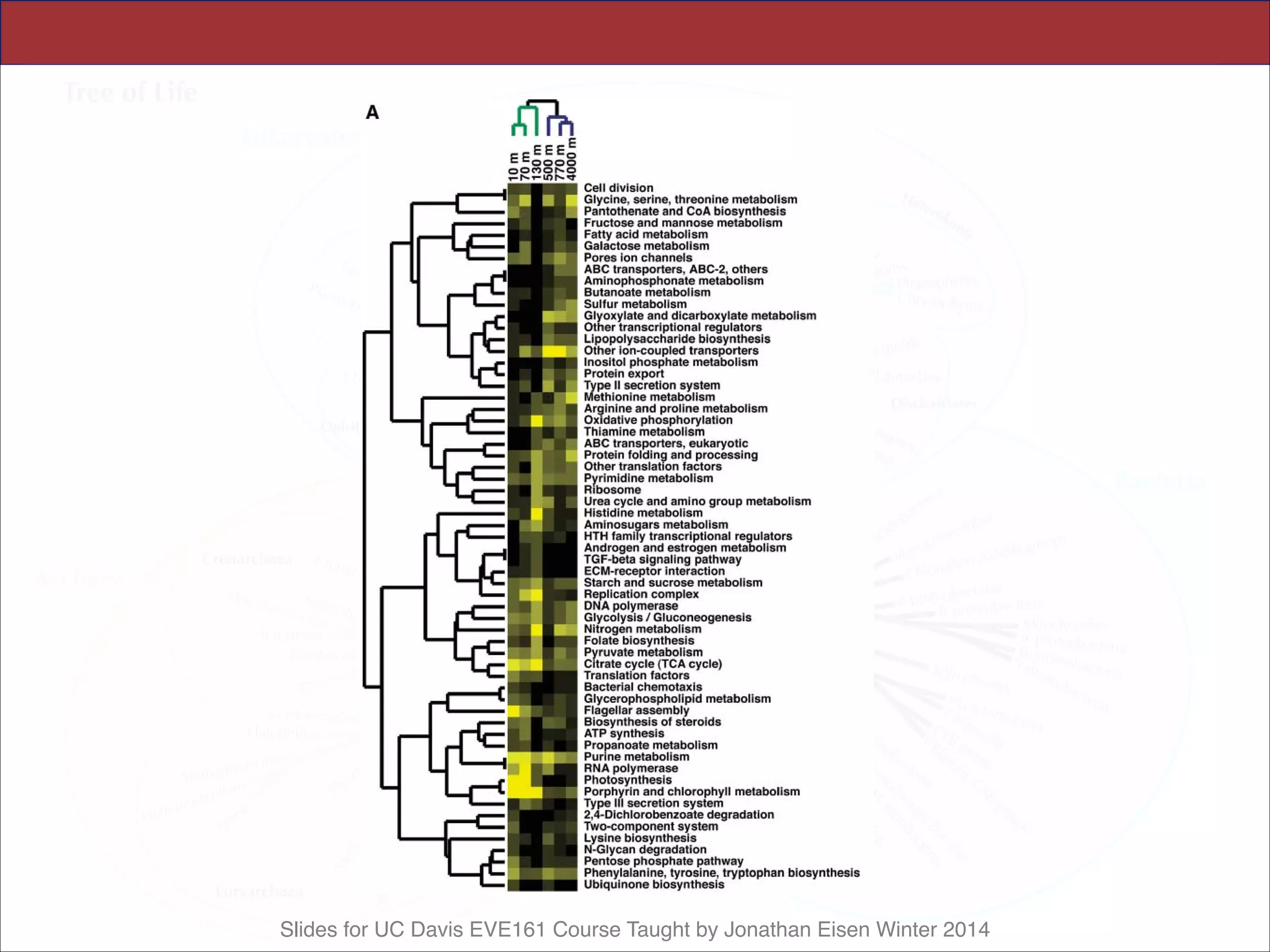 Slides for UC Davis EVE161 Course Taught by Jonathan Eisen Winter 2014
Fig. 4. Cluster analyses of KEGG and COG annotate
sequence bins versus depth. Sequence homologs uniqu
within the photic zone (10, 70, and 130 m) and those uniq
in DW (500, 770, and 4000 m) were annotated against th
databases with TBLASTX with an expectation threshold
Yellow shading is proportional to the percentage of catego
in each category. Cluster analyses of gene categories (lef
were performed with the Kendall’s tau nonparametric d
and the Pearson correlation was used to generate the to
relating the depth series (33, 34). Dendrograms were dis
self-organizing mapping with the Pearson correlation metric
lines in top dendrograms show PZ sequences, blue lines DW
KEGG category representation versus depth. KEGG cat
standard deviation greater than 0.4 of observed values, hav
depths R0.6% of the total KEGG-categorized genes at e
shown. For display purposes, categories 98% in more than
not shown. (B) COG category representation versus depth.
with standard deviations greater than 0.2 of observed values, having at least two depths R0.3% of the total COG-categorized genes at
shown.
RESEAR
 
