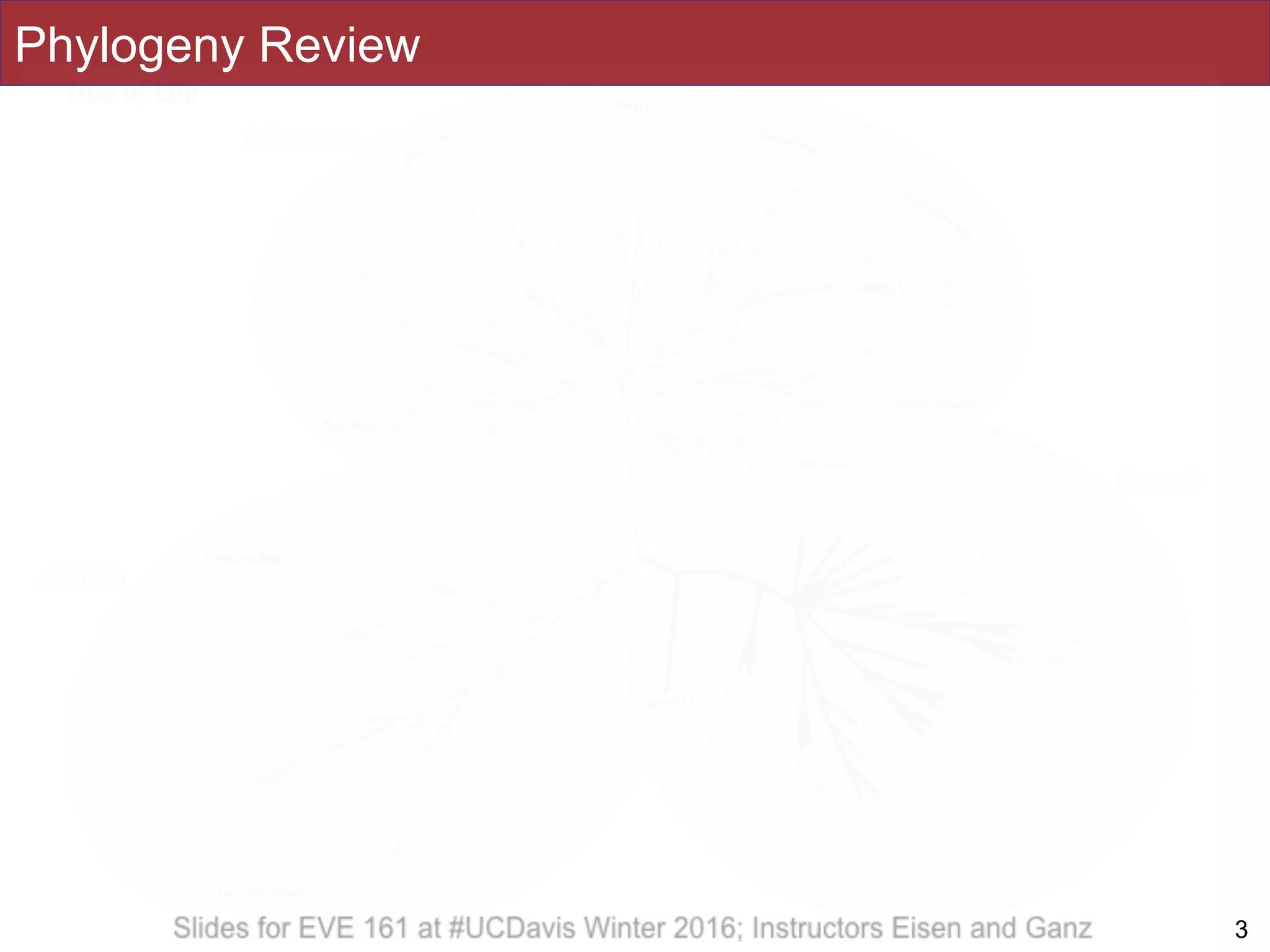 Phylogeny Review
!3
 