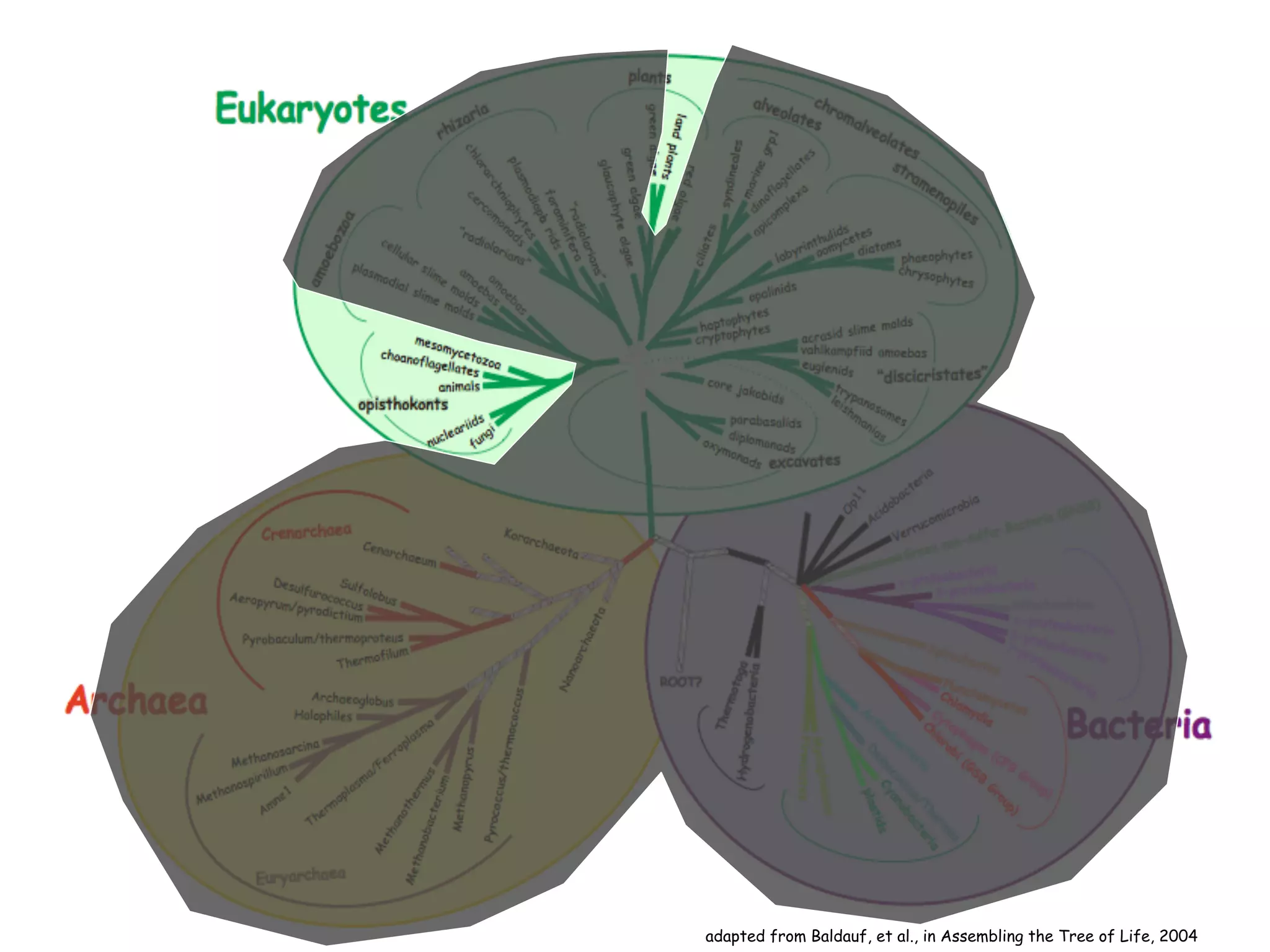 The Tree of Life 
2006
adapted from Baldauf, et al., in Assembling the Tree of Life, 2004
 