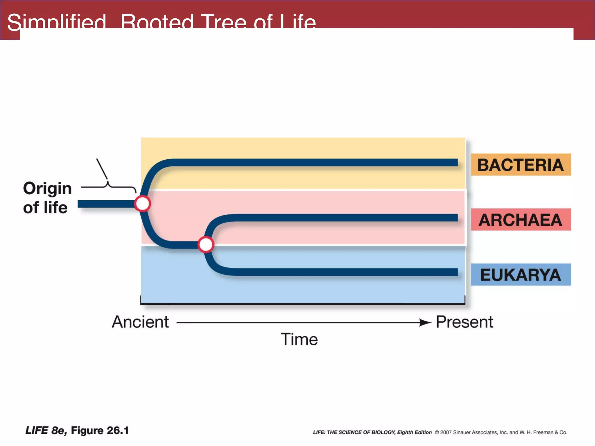 Simpliﬁed, Rooted Tree of Life
 