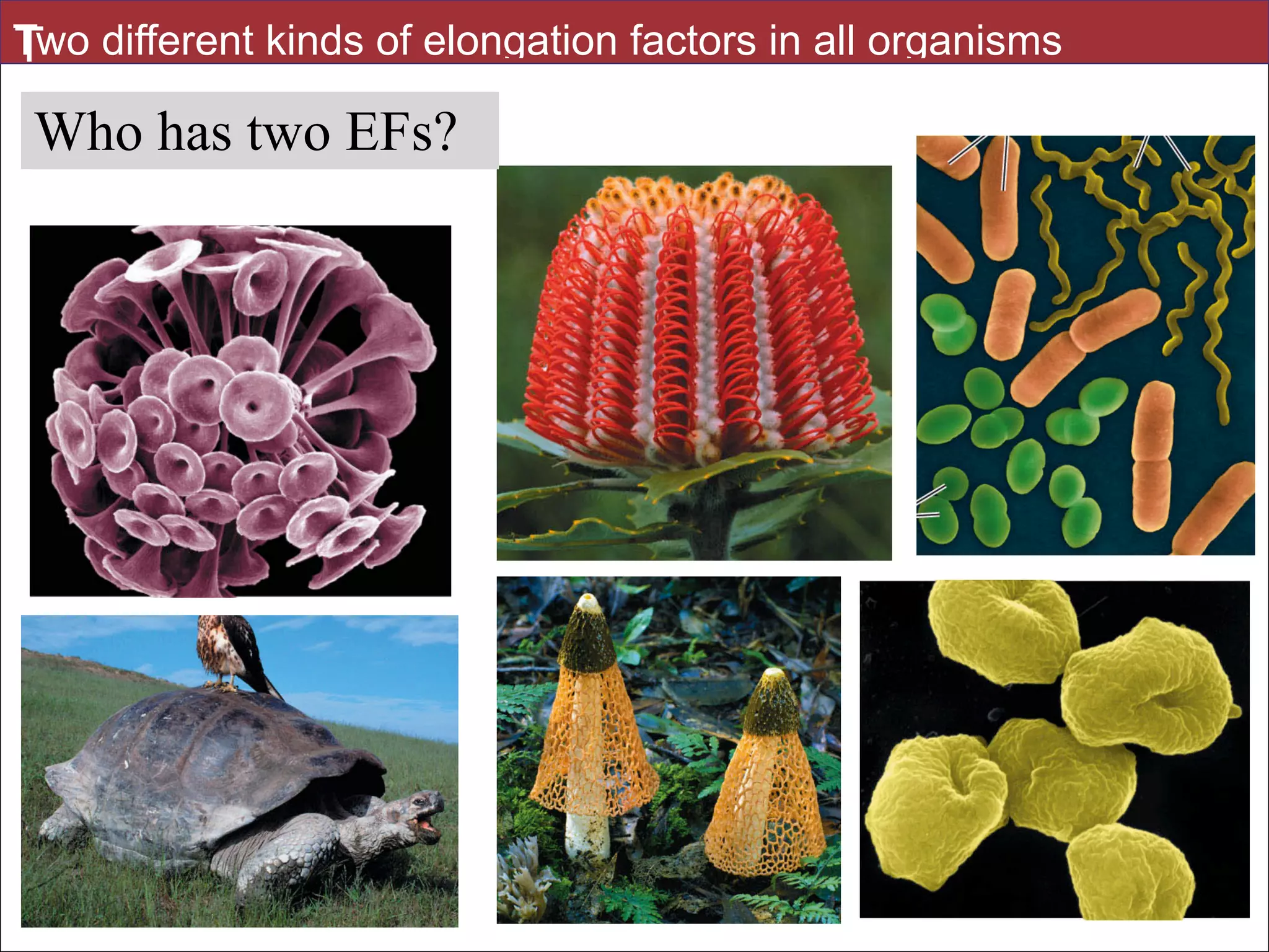 TTwo different kinds of elongation factors in all organisms
Who has two EFs?
 