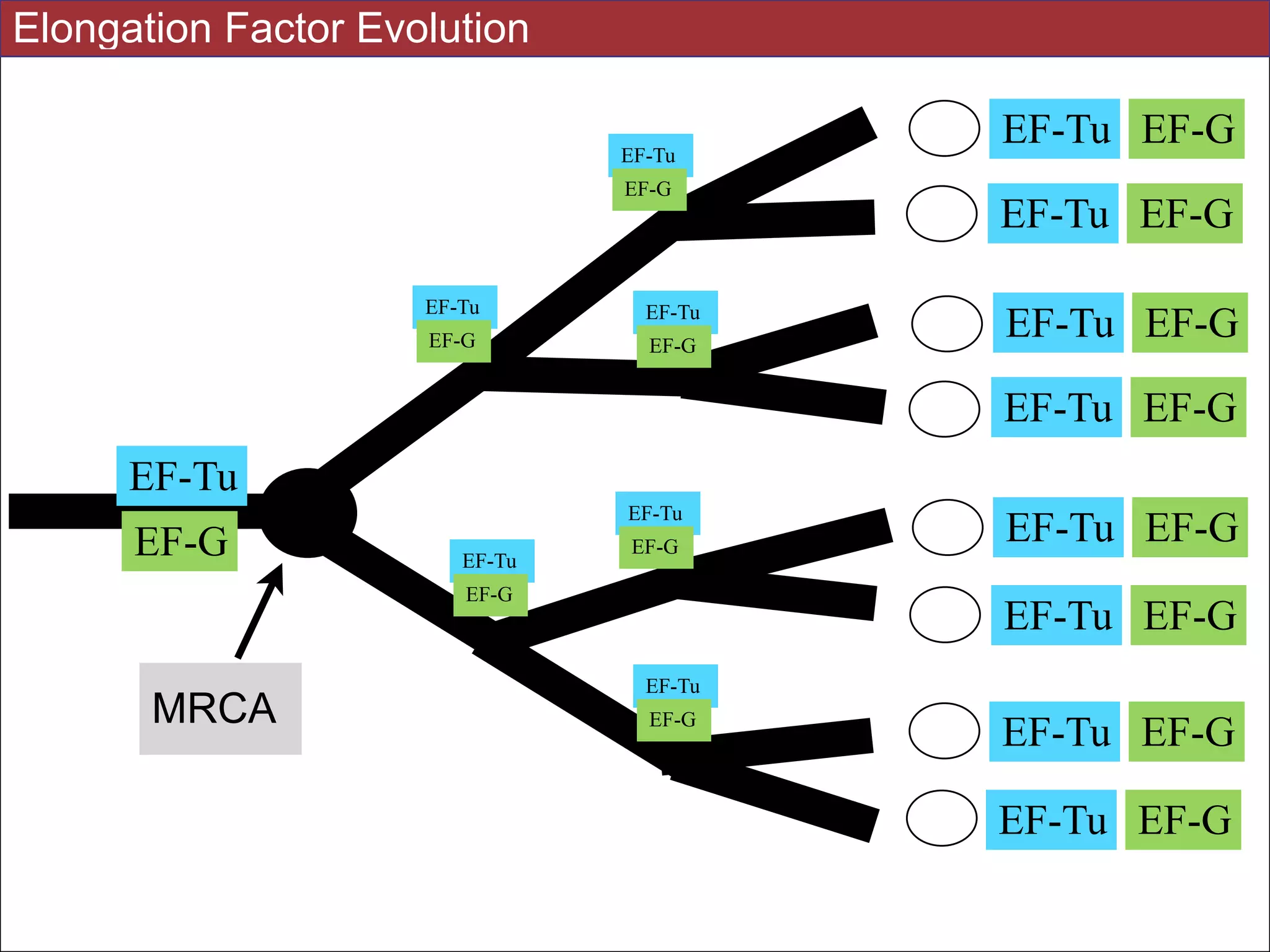EF-Tu EF-G
EF-Tu EF-G
EF-Tu EF-G
EF-Tu EF-G
EF-Tu EF-G
EF-Tu EF-G
EF-Tu EF-G
EF-Tu EF-G
MRCA
EF-Tu
EF-G
EF-Tu
EF-G
EF-Tu
EF-G
EF-Tu
EF-G
EF-Tu
EF-G
EF-Tu
EF-G
EF-Tu
EF-G
Elongation Factor Evolution
 