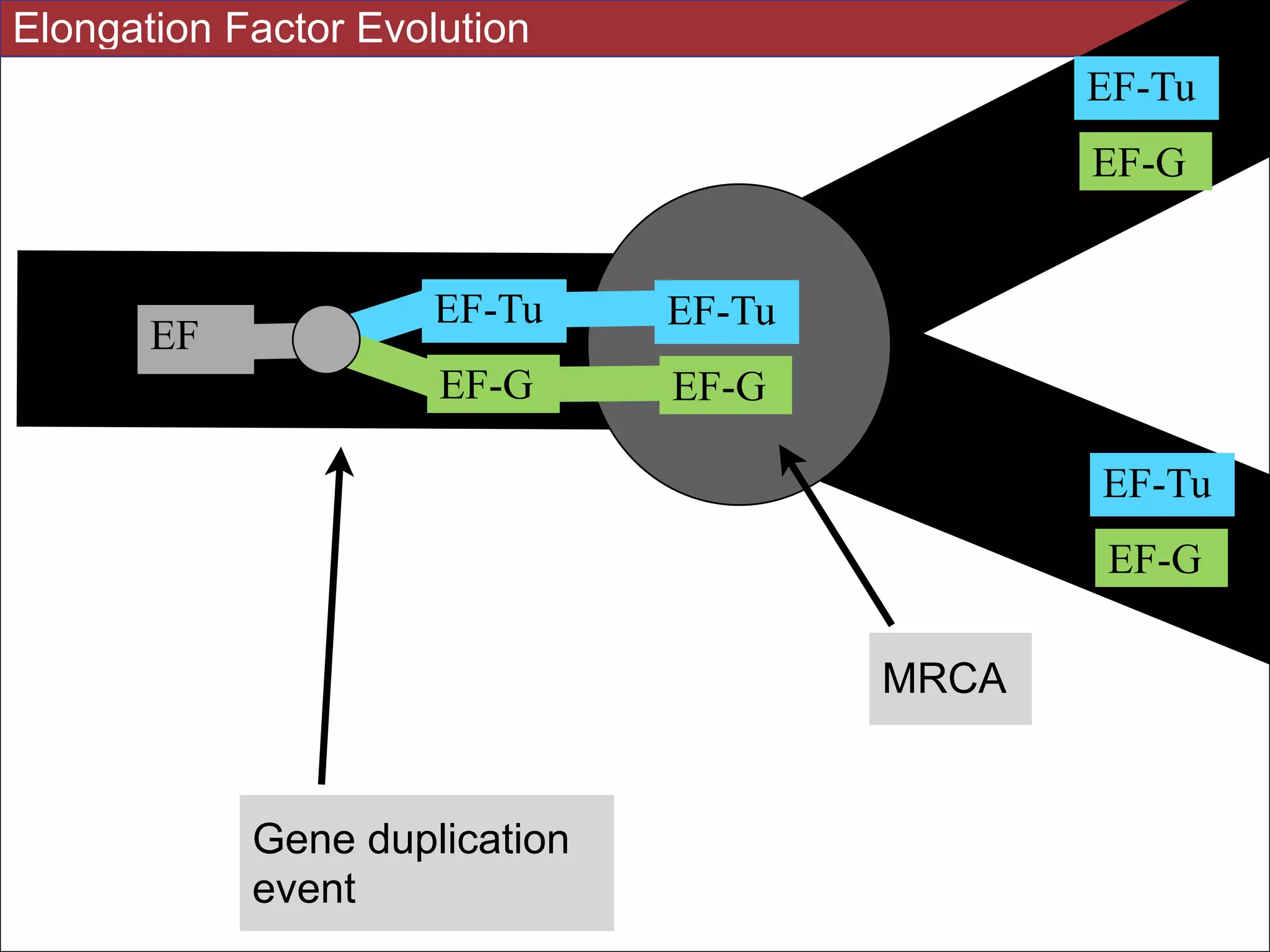 MRCA
Gene duplication
event
EF-Tu
EF-G
EF
EF-Tu
EF-G
EF-Tu
EF-G
EF-Tu
EF-G
Elongation Factor Evolution
 
