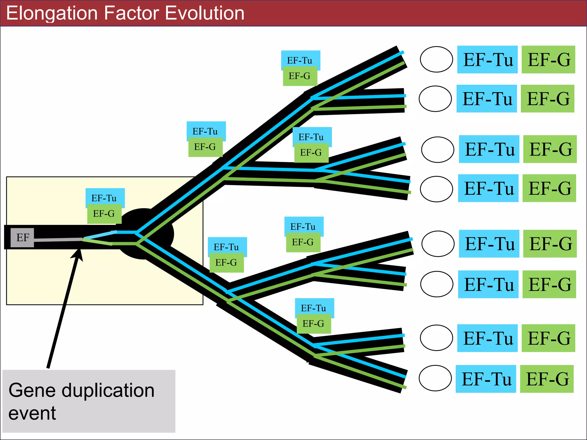 EF-Tu EF-G
EF-Tu EF-G
EF-Tu EF-G
EF-Tu EF-G
EF-Tu EF-G
EF-Tu EF-G
EF-Tu EF-G
EF-Tu EF-G
Gene duplication
event
EF
EF-Tu
EF-G
EF-Tu
EF-G
EF-Tu
EF-G
EF-Tu
EF-G
EF-Tu
EF-G
EF-Tu
EF-G
EF-Tu
EF-G
Elongation Factor Evolution
 