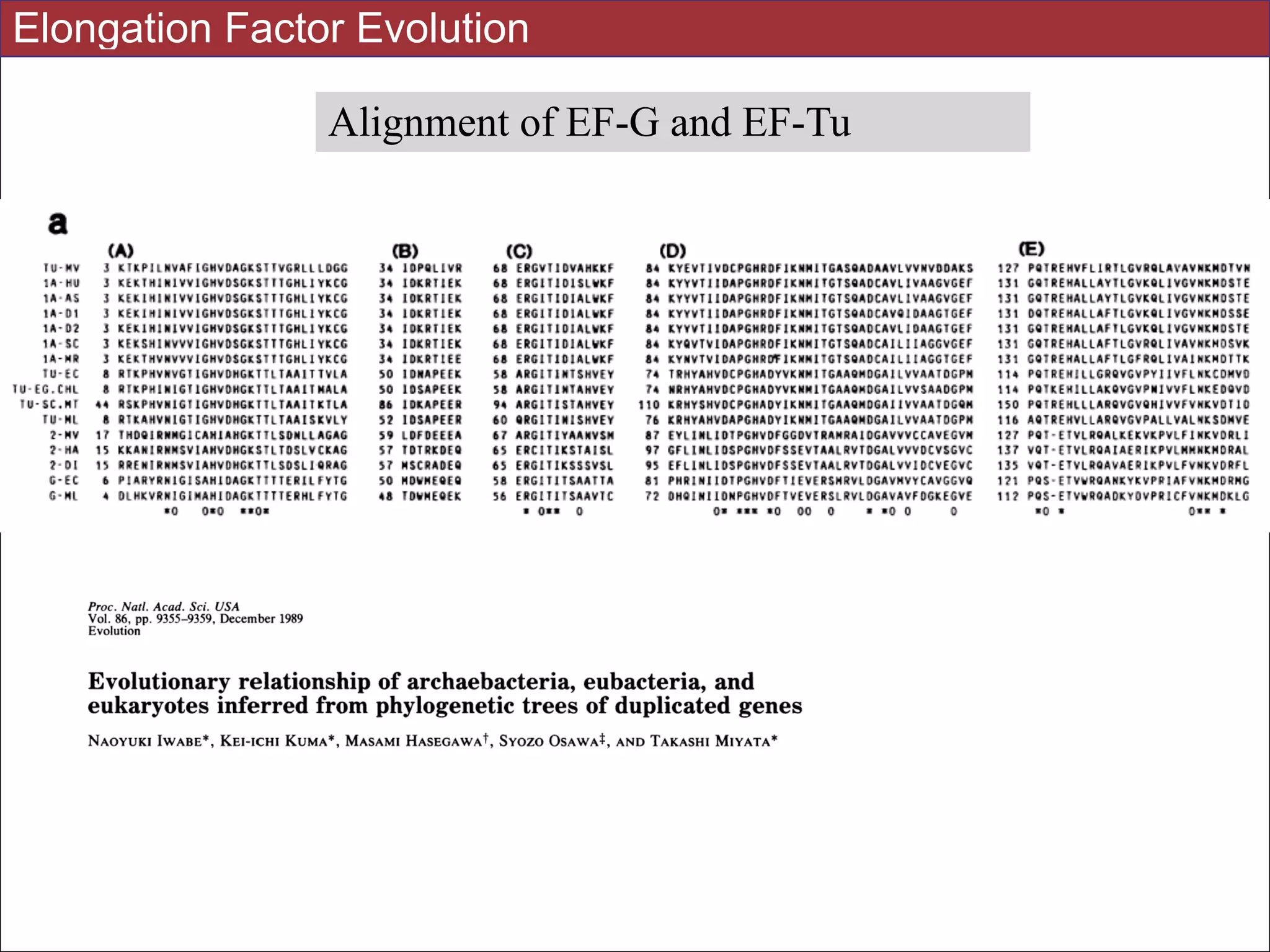 Alignment of EF-G and EF-Tu
Elongation Factor Evolution
 