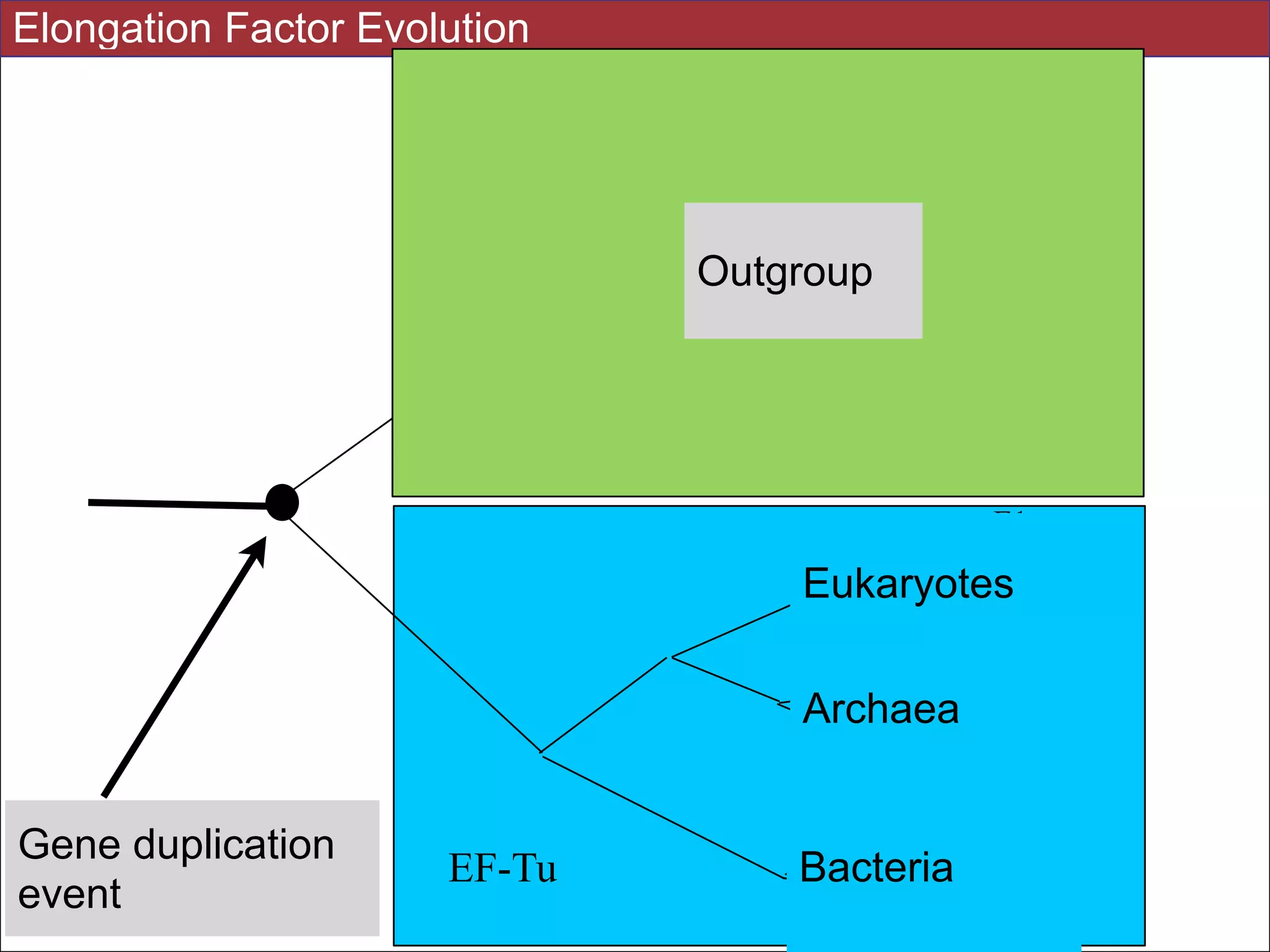 E1
E2
E3
A1
A2
A3
B1
B3
B2
E1
E2
E3
A1
A2
A3
B1
B3
B2
EF-G
EF-Tu
Gene duplication
event
Outgroup
Bacteria
Archaea
Eukaryotes
Elongation Factor Evolution
 