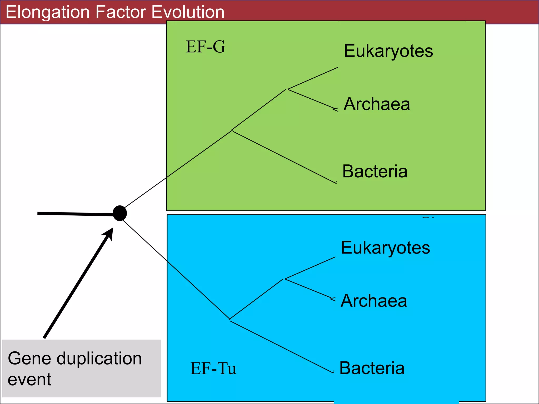 E1
E2
E3
A1
A2
A3
B1
B3
B2
E1
E2
E3
A1
A2
A3
B1
B3
B2
EF-G
EF-Tu
Gene duplication
event
Bacteria
Archaea
Eukaryotes
Bacteria
Archaea
Eukaryotes
Elongation Factor Evolution
 