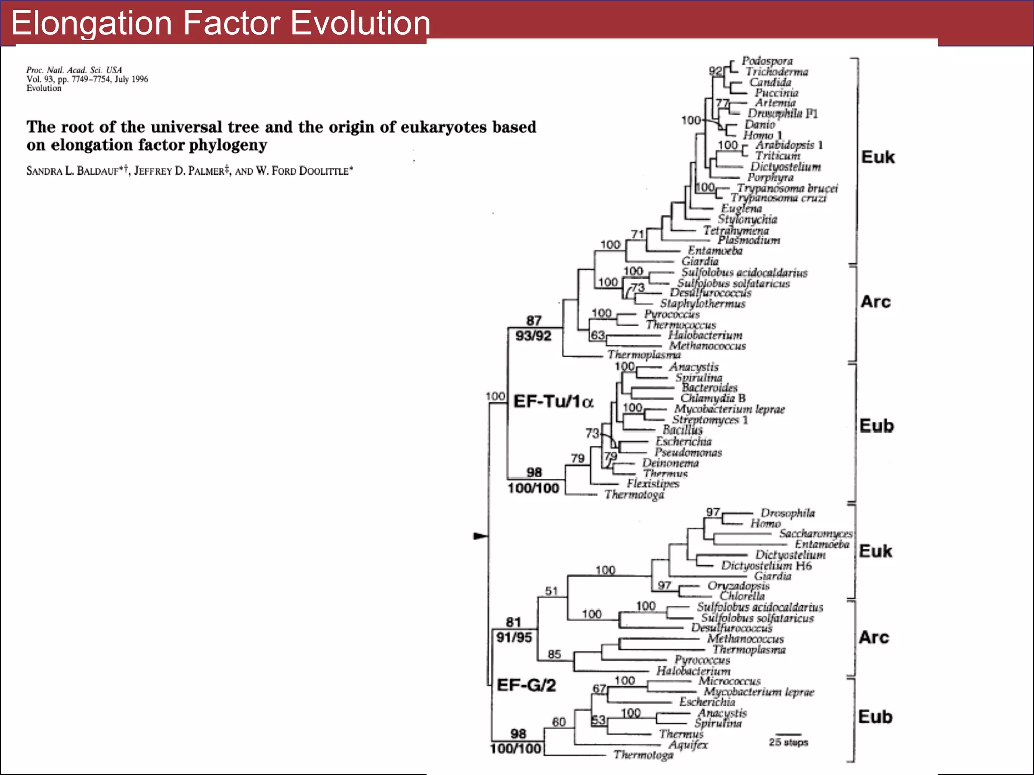 Elongation Factor Evolution
 