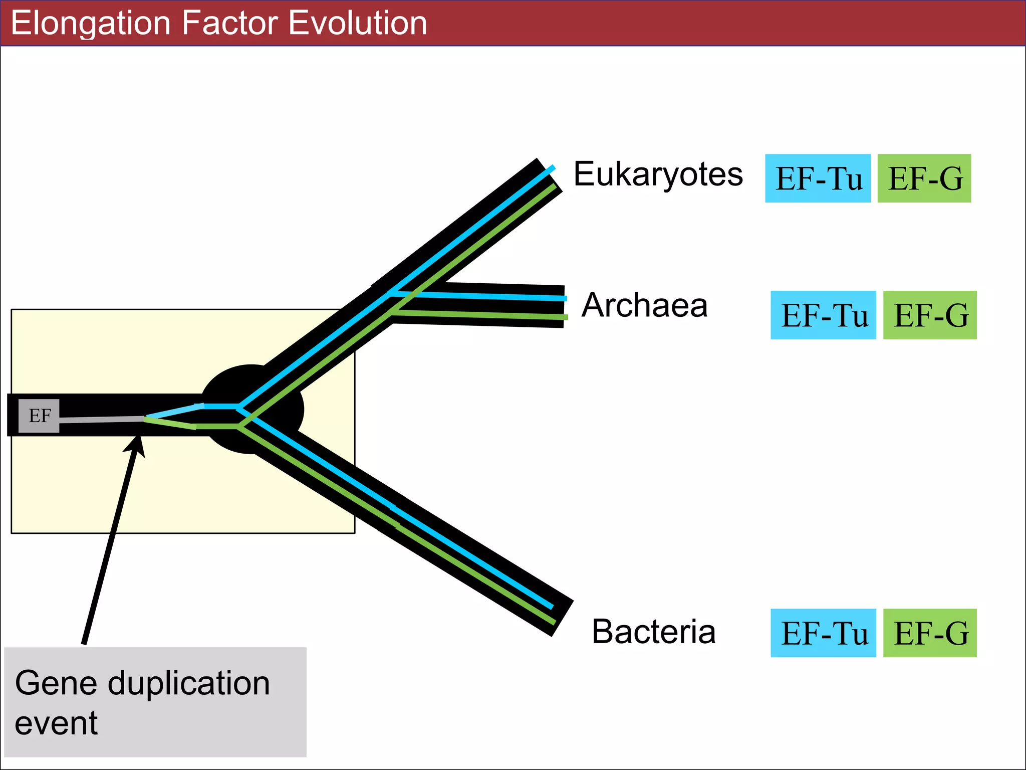 EF-Tu EF-G
EF-Tu EF-G
EF-Tu EF-G
Gene duplication
event
EF
Eukaryotes
Archaea
Bacteria
Elongation Factor Evolution
 