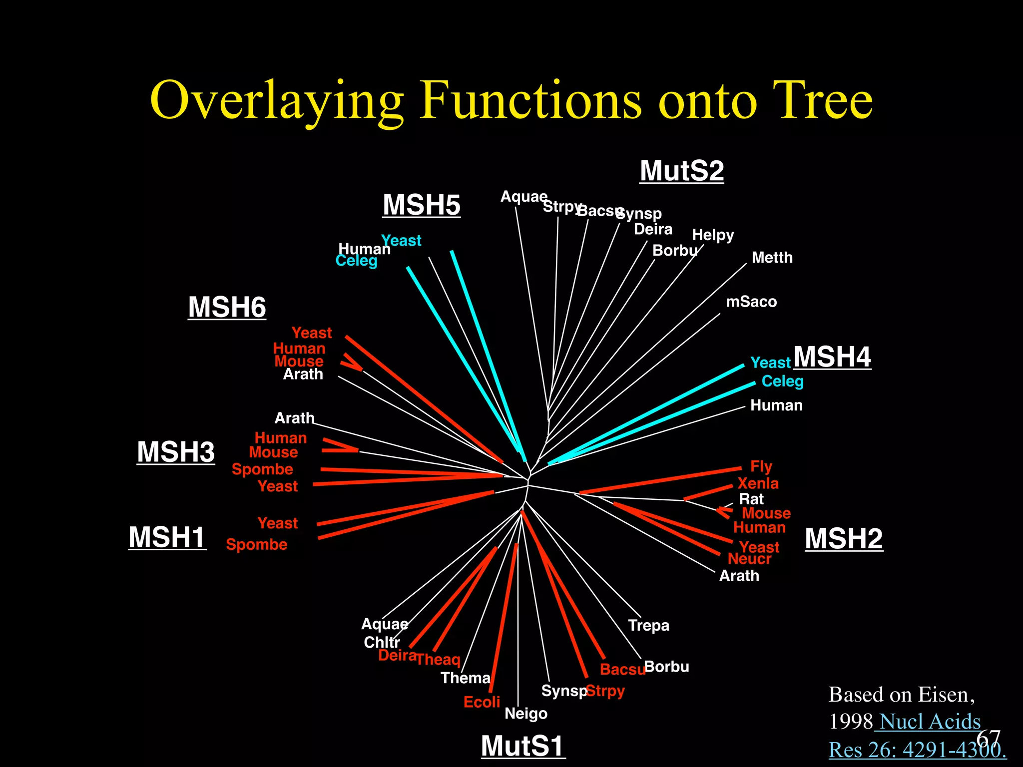 Slides for UC Davis EVE161 Course Taught by Jonathan Eisen Winter 2014
Overlaying Functions onto Tree
Aquae Trepa
Rat
Fly
Xenla
Mouse
Human
Yeast
Neucr
Arath
Borbu
Synsp
Neigo
Thema
Strpy
Bacsu
Ecoli
TheaqDeira
Chltr
Spombe
Yeast
Yeast
Spombe
Mouse
Human
Arath
Yeast
Human
Mouse
Arath
StrpyBacsu
Human
Celeg
Yeast
MetthBorbu
Aquae
Synsp
Deira Helpy
mSaco
Yeast
Celeg
Human
MSH4
MSH5
MutS2
MutS1
MSH1
MSH3
MSH6
MSH2
Based on Eisen,
1998 Nucl Acids
Res 26: 4291-4300.67
 