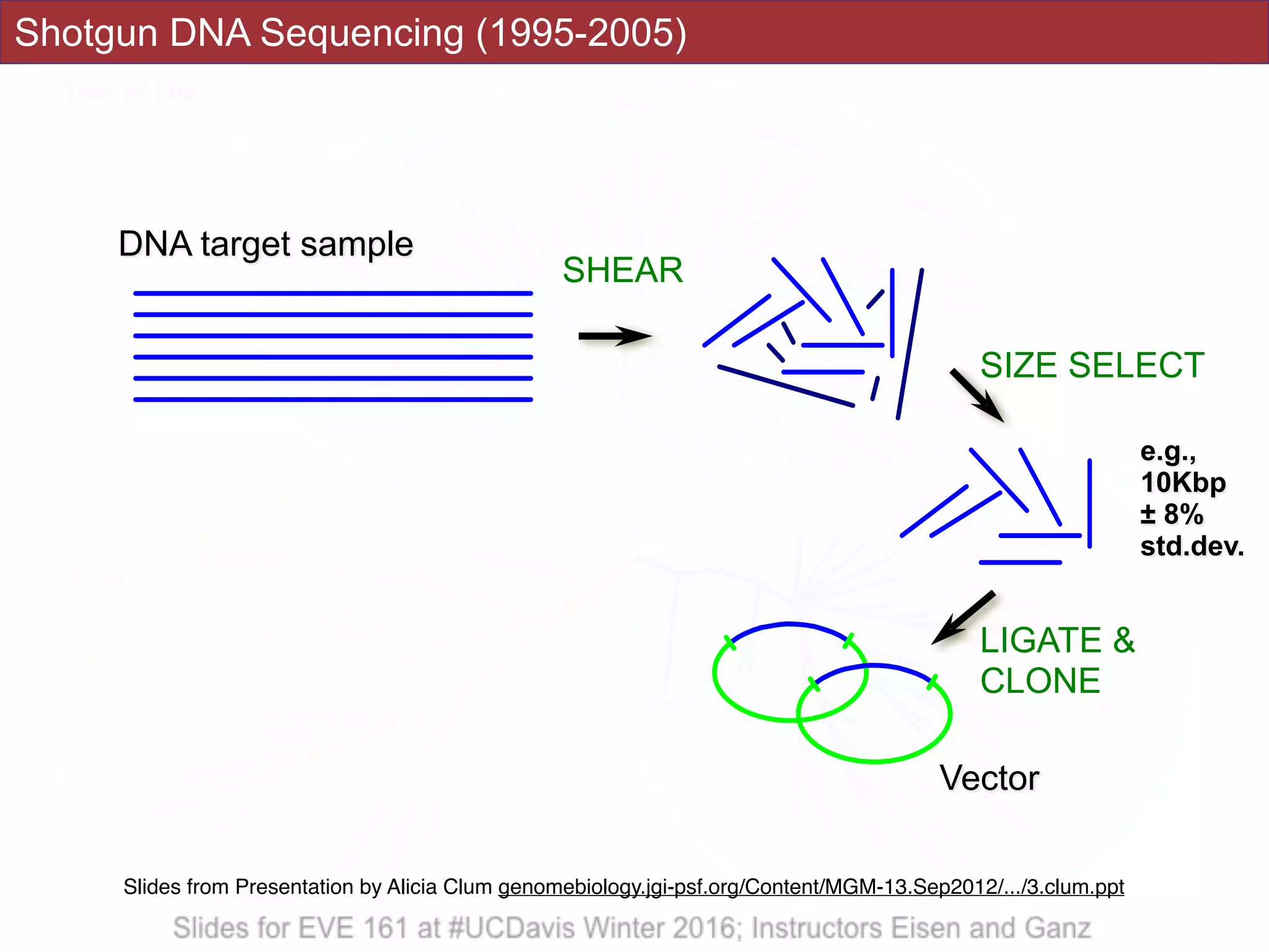SIZE SELECT
e.g.,
10Kbp
± 8%
std.dev.
SHEAR
Shotgun DNA Sequencing (1995-2005)
DNA target sample
Vector
LIGATE &
CLONE
Slides from Presentation by Alicia Clum genomebiology.jgi-psf.org/Content/MGM-13.Sep2012/.../3.clum.ppt
 