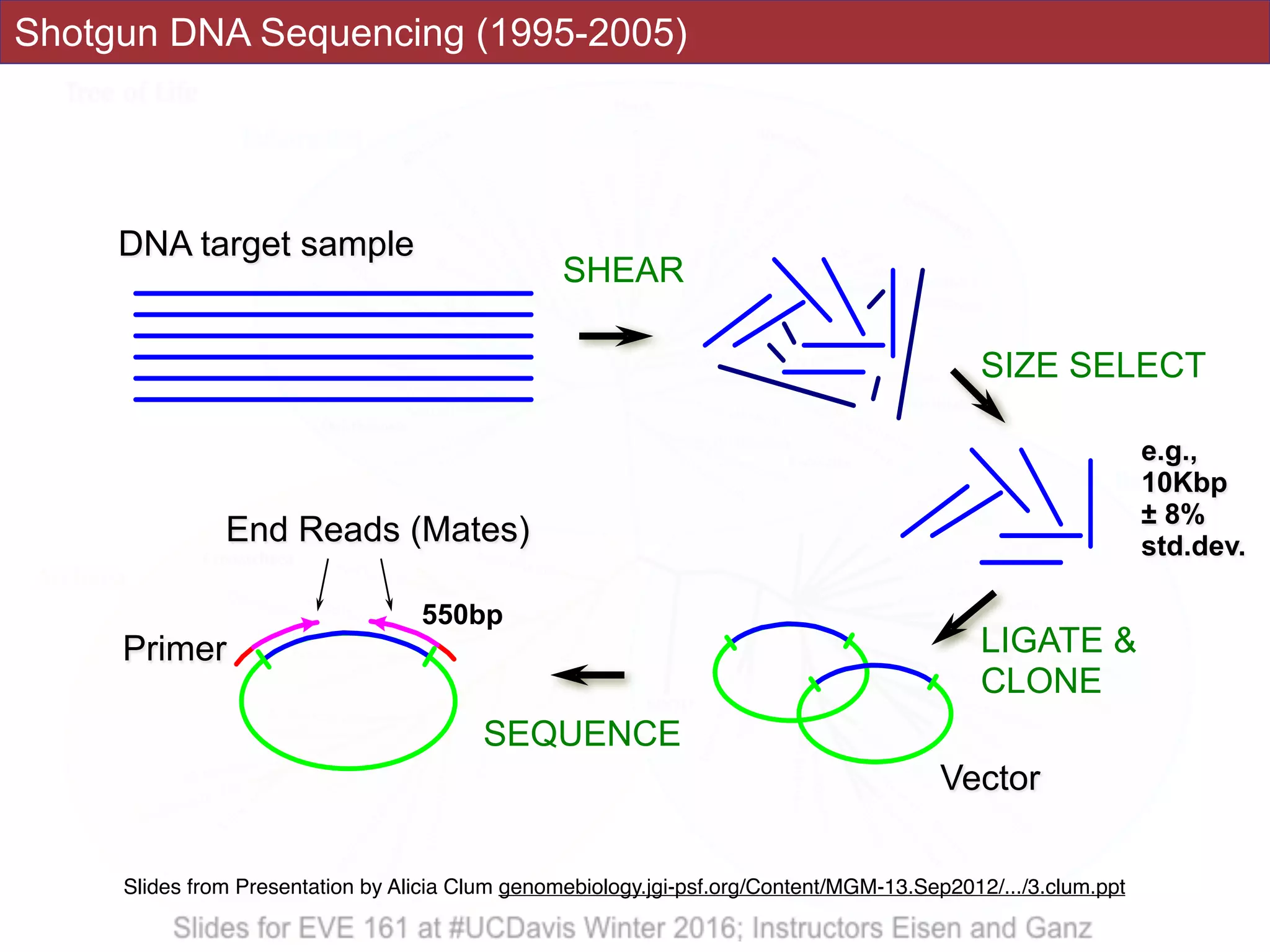 SIZE SELECT
e.g.,
10Kbp
± 8%
std.dev.
SHEAR
Shotgun DNA Sequencing (1995-2005)
DNA target sample
Vector
LIGATE &
CLONE
Primer
End Reads (Mates)
SEQUENCE
550bp
Slides from Presentation by Alicia Clum genomebiology.jgi-psf.org/Content/MGM-13.Sep2012/.../3.clum.ppt
 