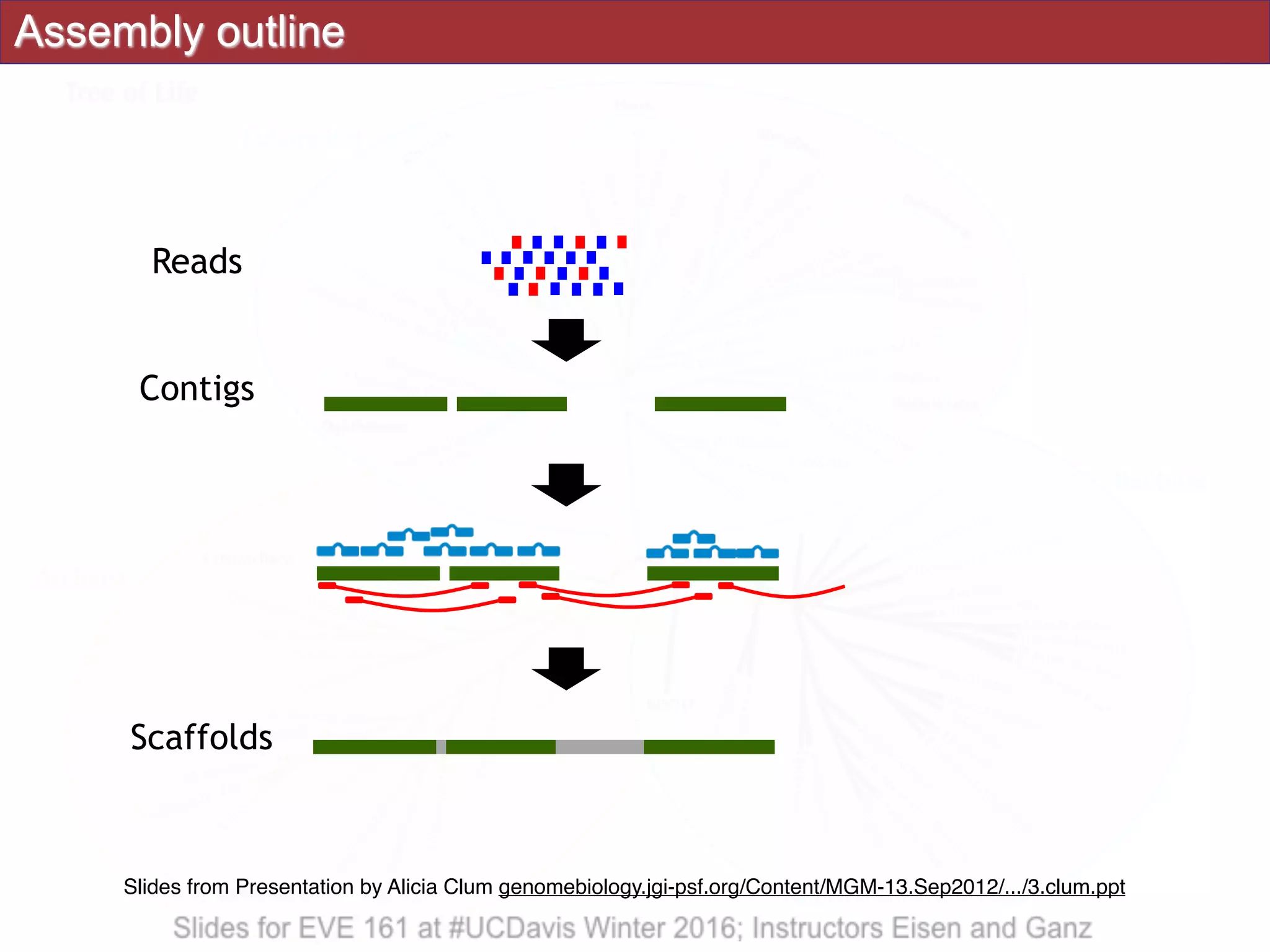 Assembly outline
Contigs
Scaffolds
Reads
Slides from Presentation by Alicia Clum genomebiology.jgi-psf.org/Content/MGM-13.Sep2012/.../3.clum.ppt
 