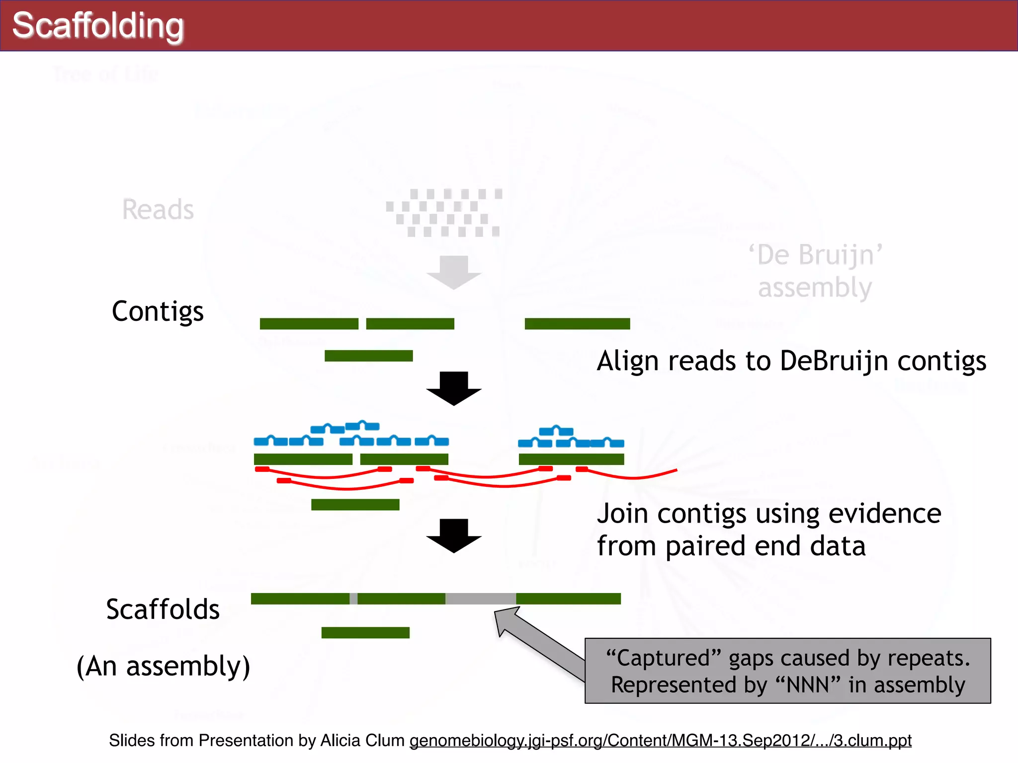Scaffolding
Contigs
Scaffolds
(An assembly)
Reads
‘De Bruijn’
assembly
“Captured” gaps caused by repeats.
Represented by “NNN” in assembly
Join contigs using evidence
from paired end data
Align reads to DeBruijn contigs
Slides from Presentation by Alicia Clum genomebiology.jgi-psf.org/Content/MGM-13.Sep2012/.../3.clum.ppt
 
