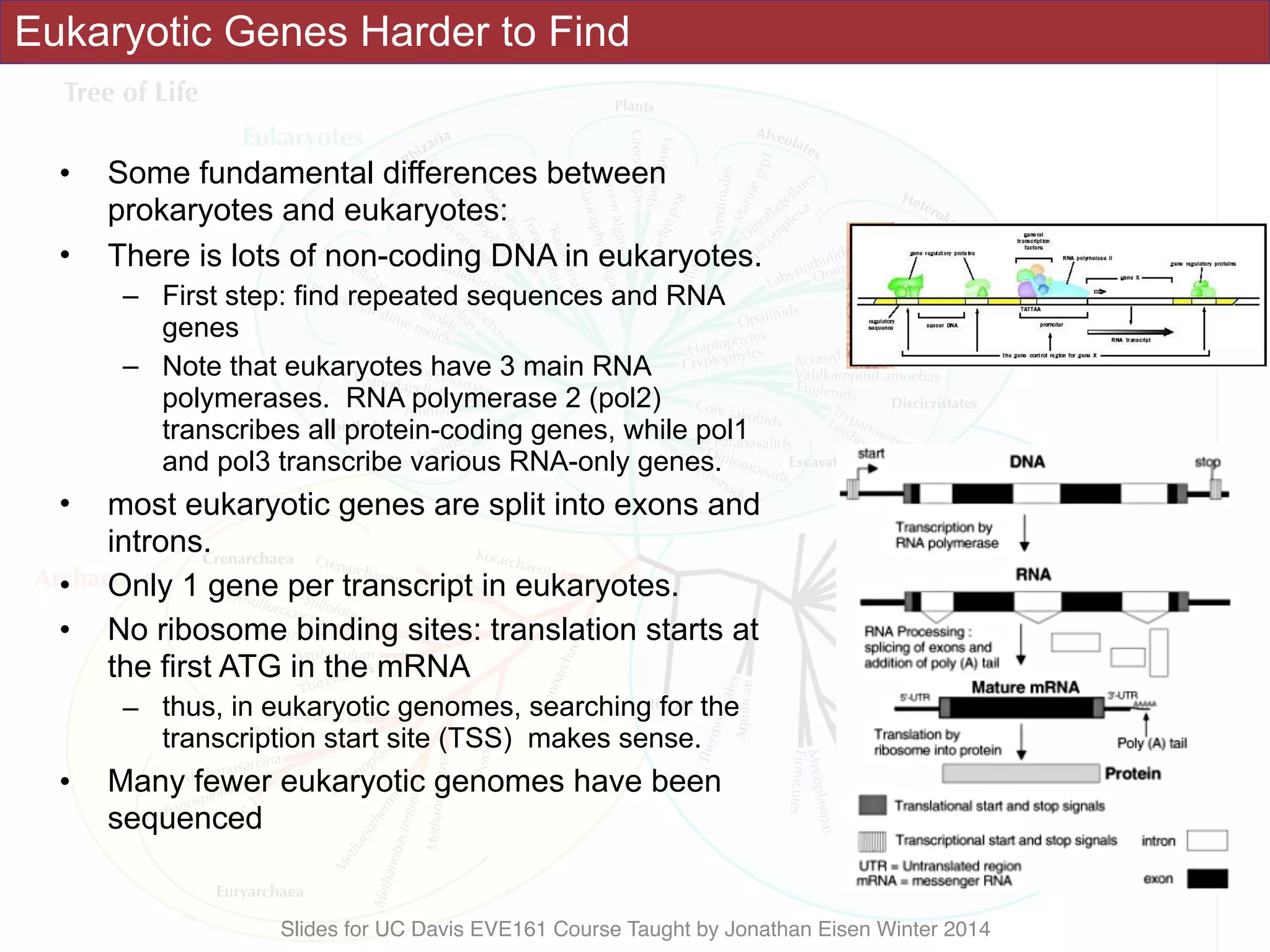 Slides for UC Davis EVE161 Course Taught by Jonathan Eisen Winter 2014
Eukaryotic Genes Harder to Find
• Some fundamental differences between
prokaryotes and eukaryotes:
• There is lots of non-coding DNA in eukaryotes.
– First step: find repeated sequences and RNA
genes
– Note that eukaryotes have 3 main RNA
polymerases. RNA polymerase 2 (pol2)
transcribes all protein-coding genes, while pol1
and pol3 transcribe various RNA-only genes.
• most eukaryotic genes are split into exons and
introns.
• Only 1 gene per transcript in eukaryotes.
• No ribosome binding sites: translation starts at
the first ATG in the mRNA
– thus, in eukaryotic genomes, searching for the
transcription start site (TSS) makes sense.
• Many fewer eukaryotic genomes have been
sequenced
 