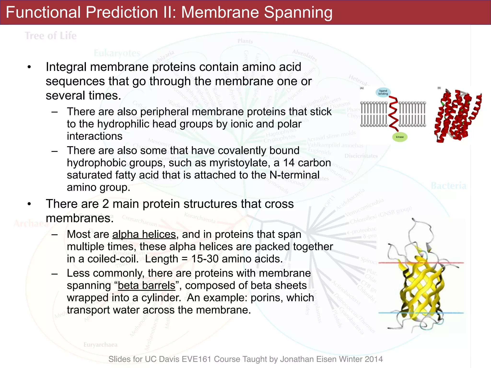 Slides for UC Davis EVE161 Course Taught by Jonathan Eisen Winter 2014
Functional Prediction II: Membrane Spanning
• Integral membrane proteins contain amino acid
sequences that go through the membrane one or
several times.
– There are also peripheral membrane proteins that stick
to the hydrophilic head groups by ionic and polar
interactions
– There are also some that have covalently bound
hydrophobic groups, such as myristoylate, a 14 carbon
saturated fatty acid that is attached to the N-terminal
amino group.
• There are 2 main protein structures that cross
membranes.
– Most are alpha helices, and in proteins that span
multiple times, these alpha helices are packed together
in a coiled-coil. Length = 15-30 amino acids.
– Less commonly, there are proteins with membrane
spanning “beta barrels”, composed of beta sheets
wrapped into a cylinder. An example: porins, which
transport water across the membrane.
 