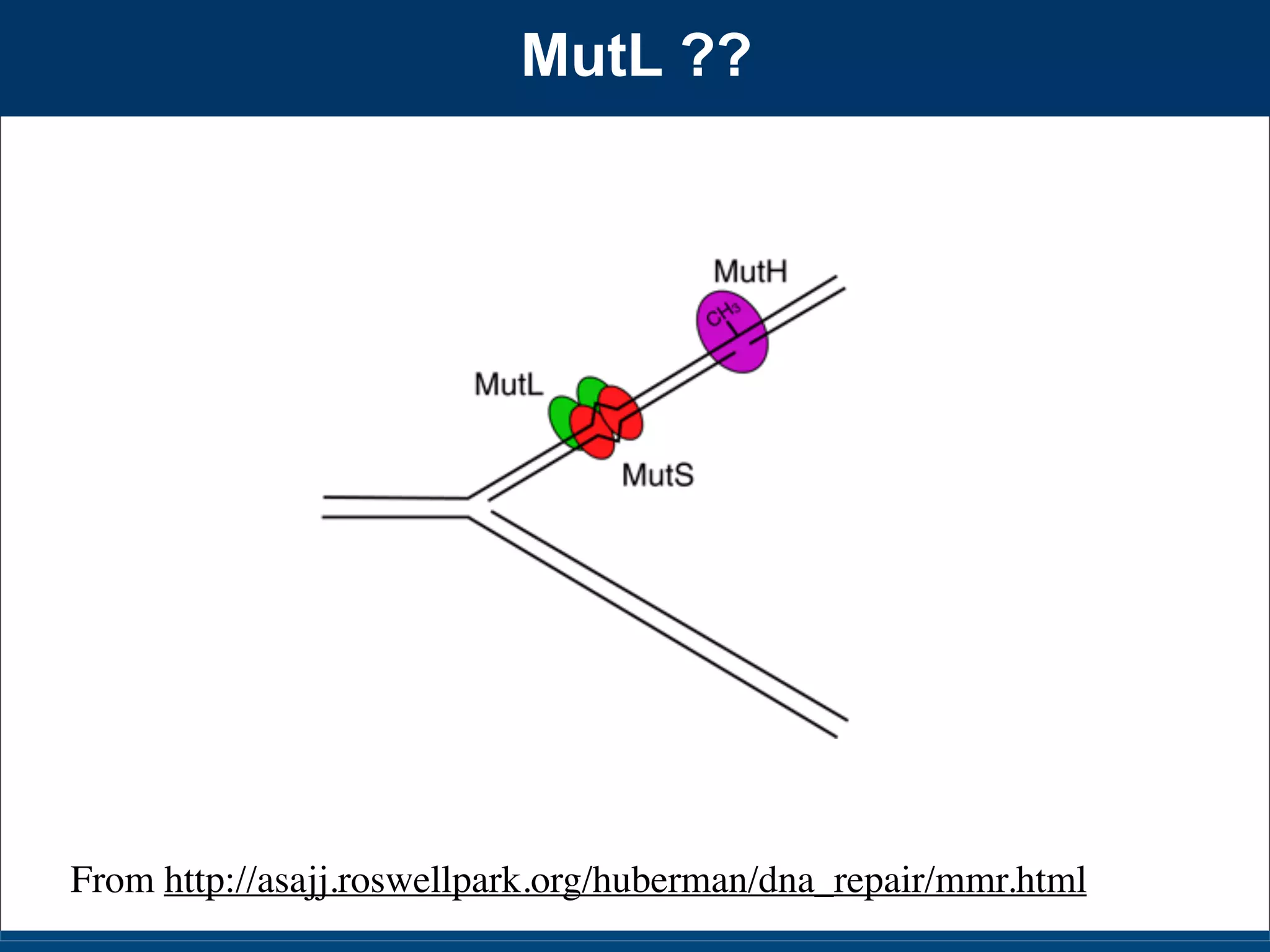 Slides for UC Davis EVE161 Course Taught by Jonathan Eisen Winter 2014
MutL ??
From http://asajj.roswellpark.org/huberman/dna_repair/mmr.html
 