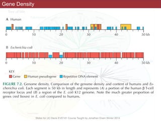 Slides for UC Davis EVE161 Course Taught by Jonathan Eisen Winter 2014
Gene Density
Chapter 7 • BACTERIAL AND ARCHAEAL GENET
ple sequence repeats (e.g., microsatellites and minisatellites), gene duplications (both tan-
dem arrays and pseudogenes), and transposable elements. Although bacterial and ar-
0 10
Gene
20 30 40 50 kb
A Human
B Escherichia coli
Human pseudogene
KEY
Repetitive DNA element
0 10 20 30 40 50 kb
FIGURE 7.2. Genome density. Comparison of the genome density and content of humans and Es-
cherichia coli. Each segment is 50 kb in length and represents (A) a portion of the human β T-cell
receptor locus and (B) a region of the E. coli K12 genome. Note the much greater proportion of
genes (red boxes) in E. coli compared to humans.
 
